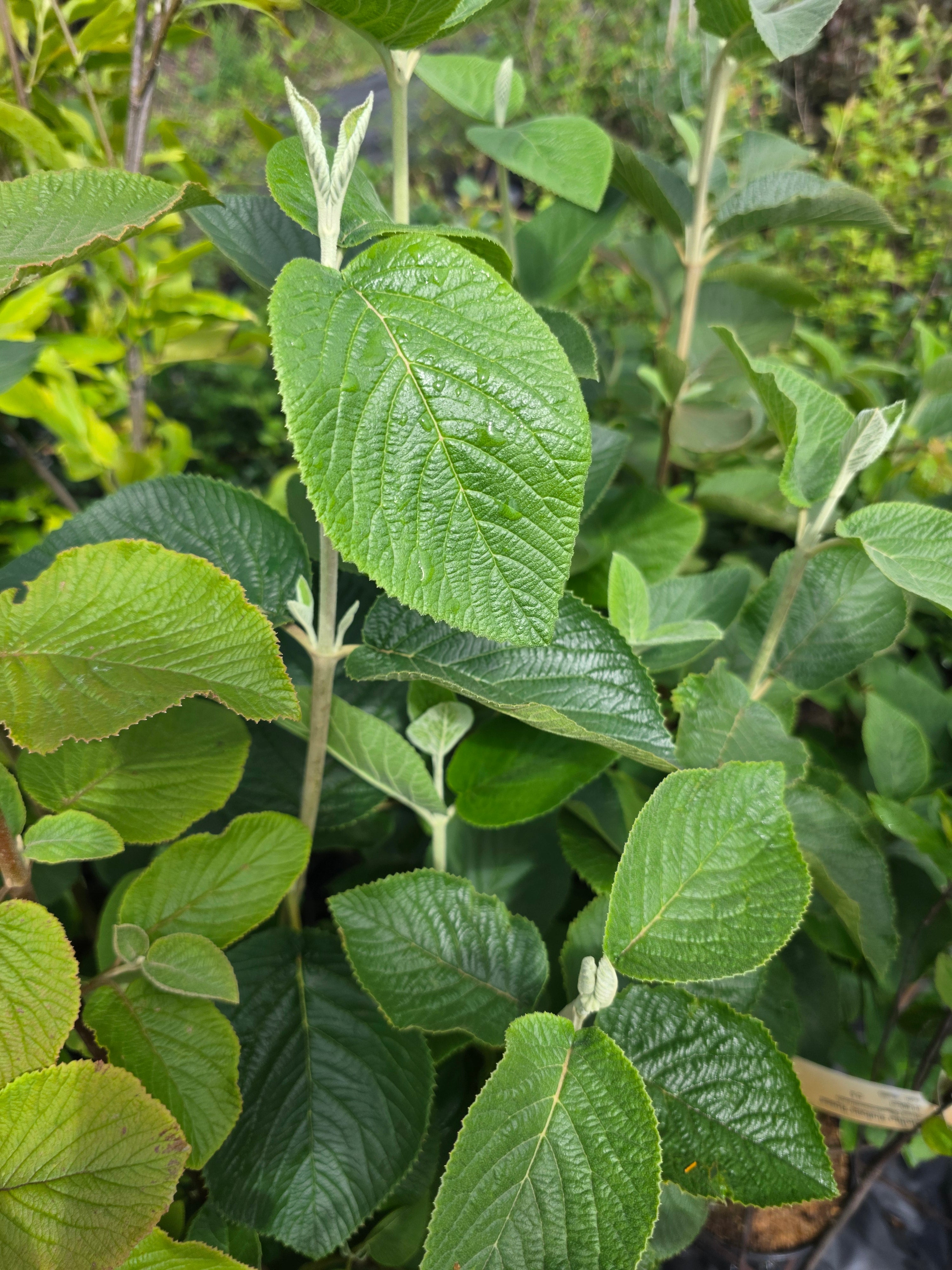 Wolliger Schneeball - Viburnum lantana