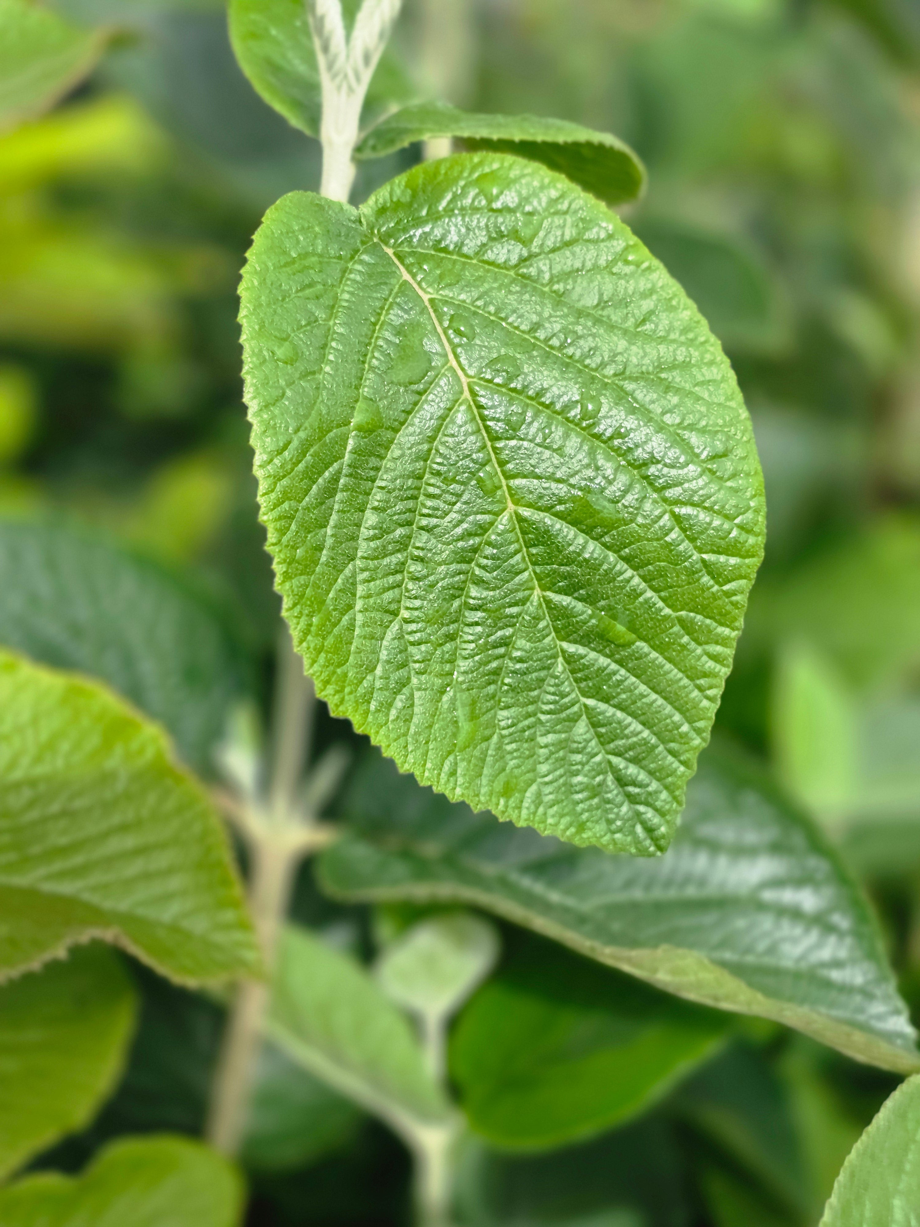 Wolliger Schneeball - Viburnum lantana