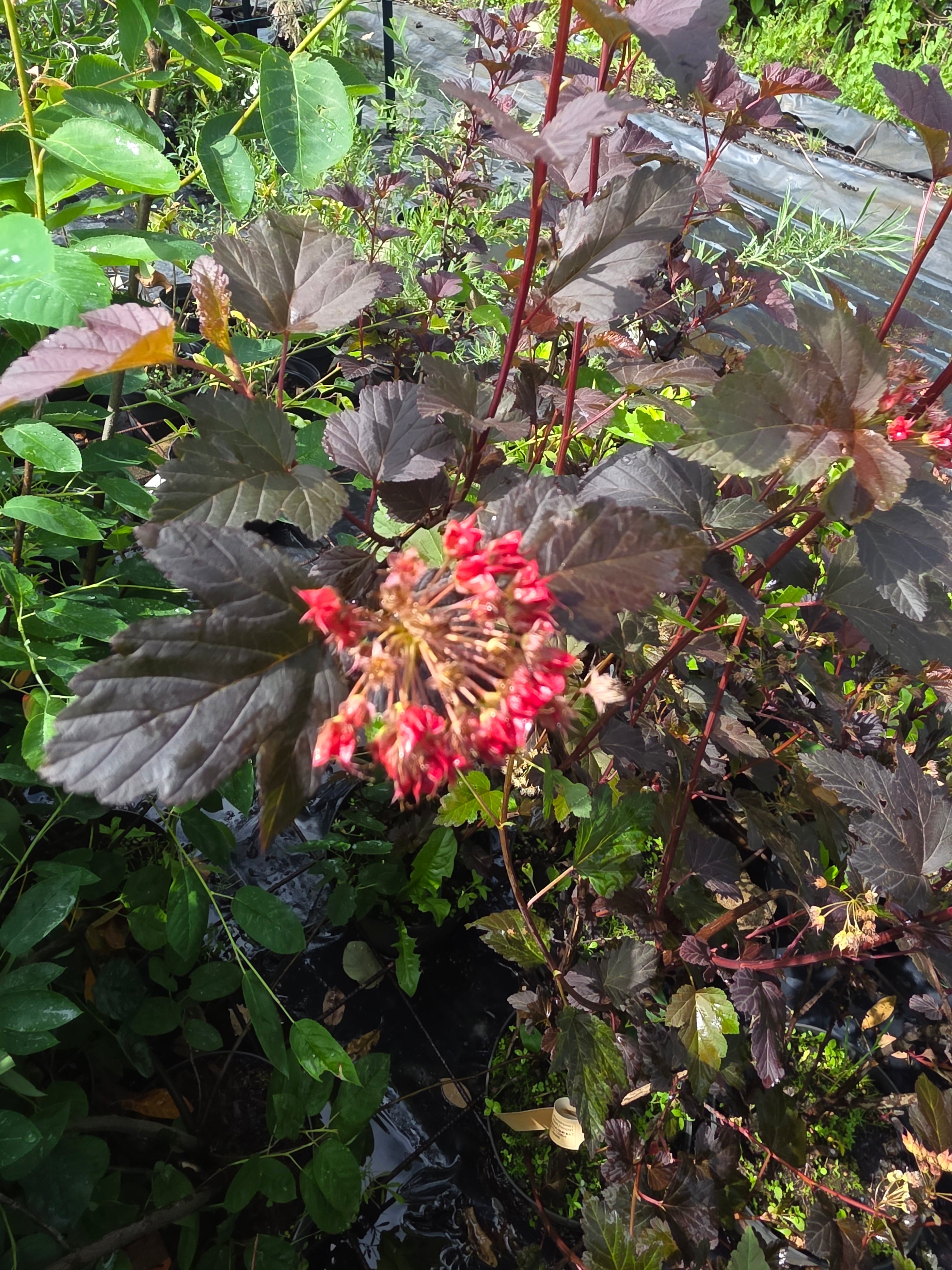 Blasenspiere 'Diabolo' - Physocarpus opulifolius 'Diabolo' ®