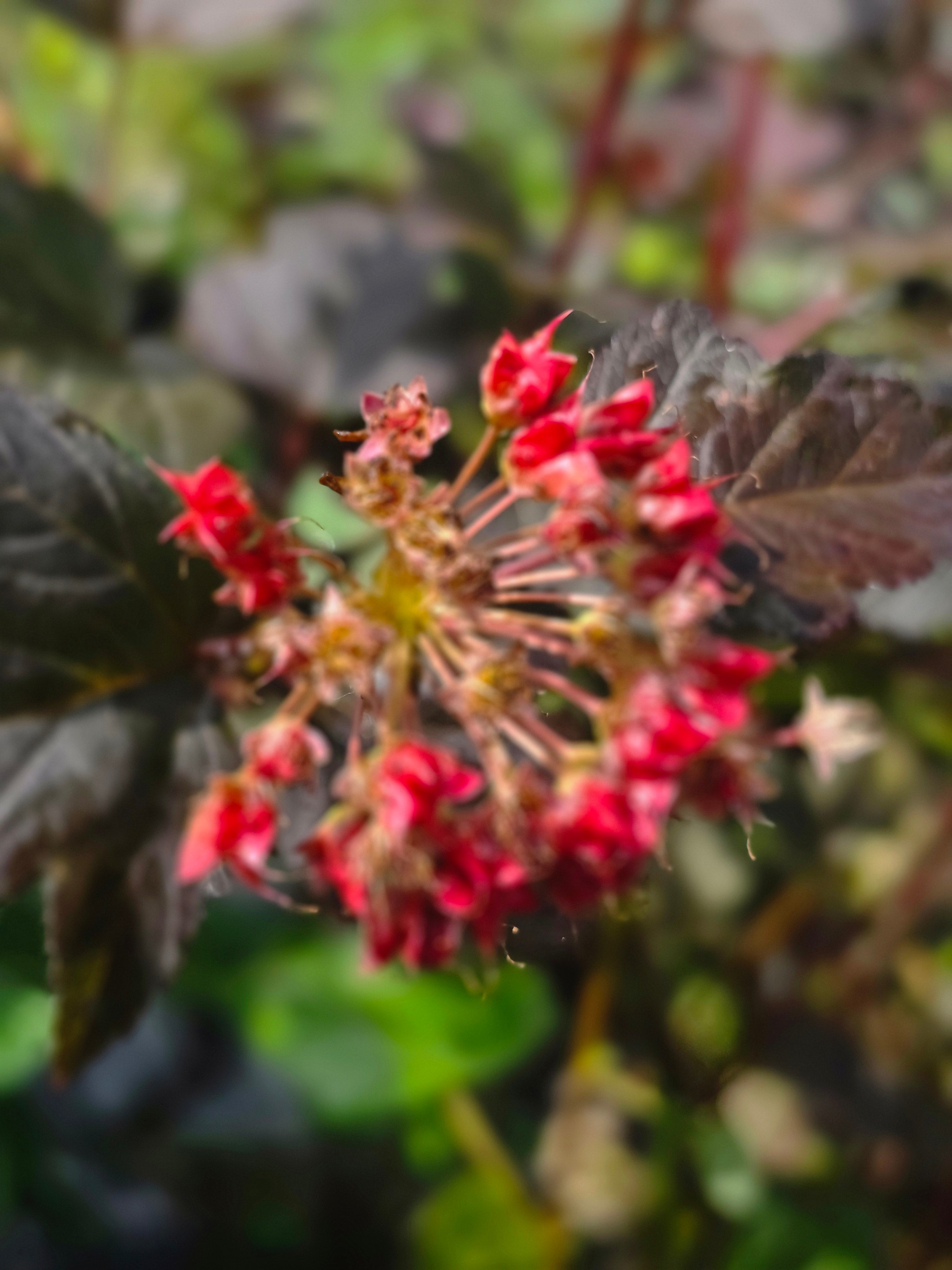 Blasenspiere 'Diabolo' - Physocarpus opulifolius 'Diabolo' ®