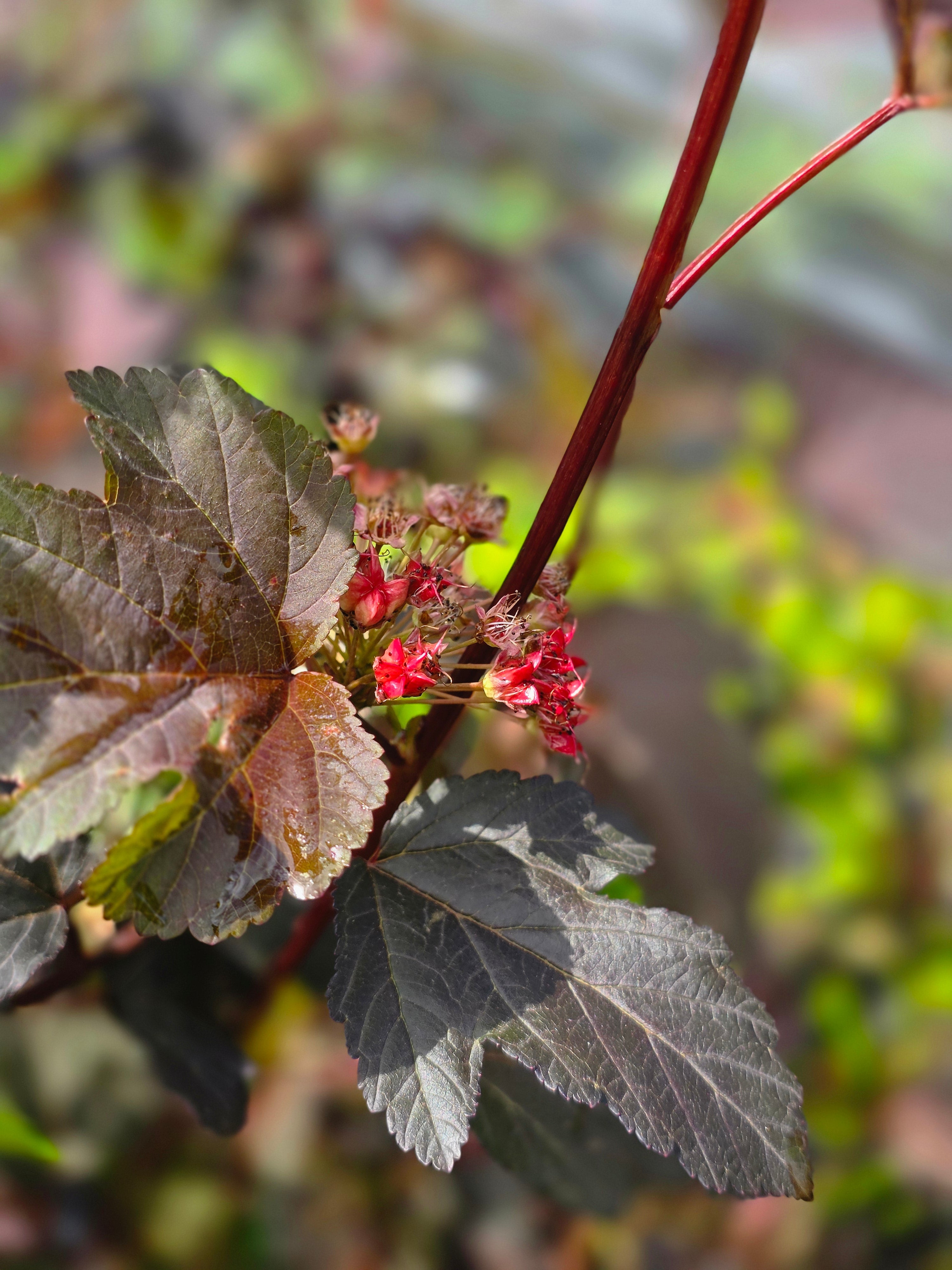 Blasenspiere 'Diabolo' - Physocarpus opulifolius 'Diabolo' ®
