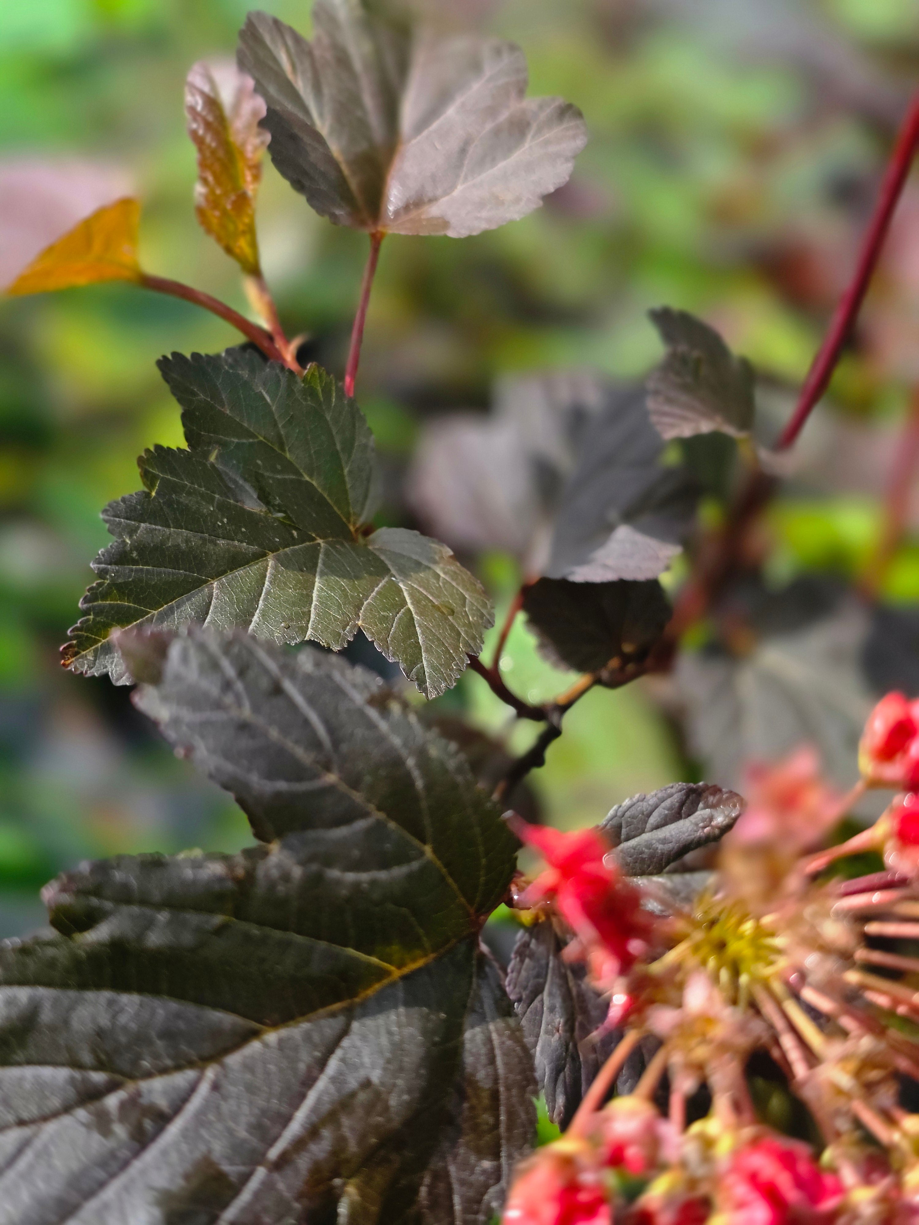 Blasenspiere 'Diabolo' - Physocarpus opulifolius 'Diabolo' ®