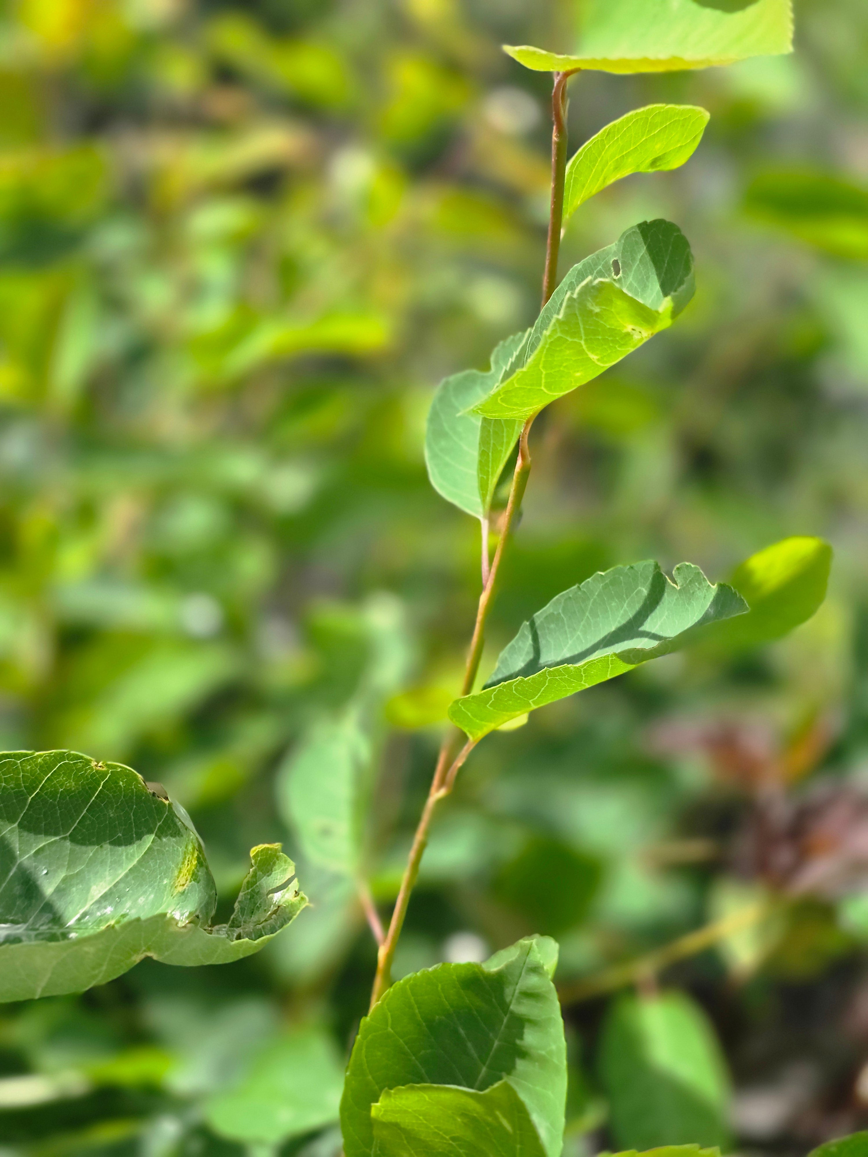 Kupfer-Felsenbirne - Amelanchier lamarckii