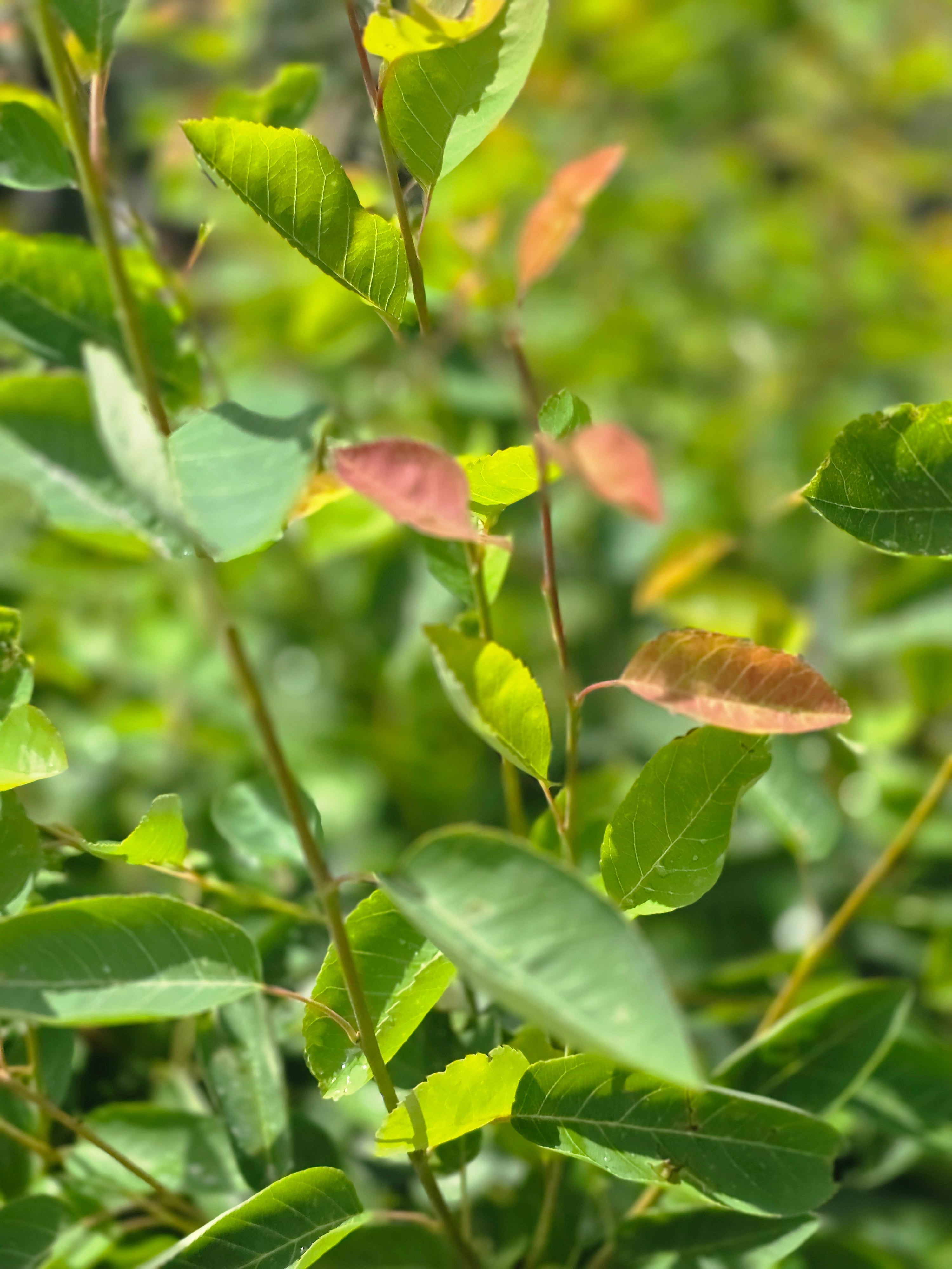 Kupfer-Felsenbirne - Amelanchier lamarckii