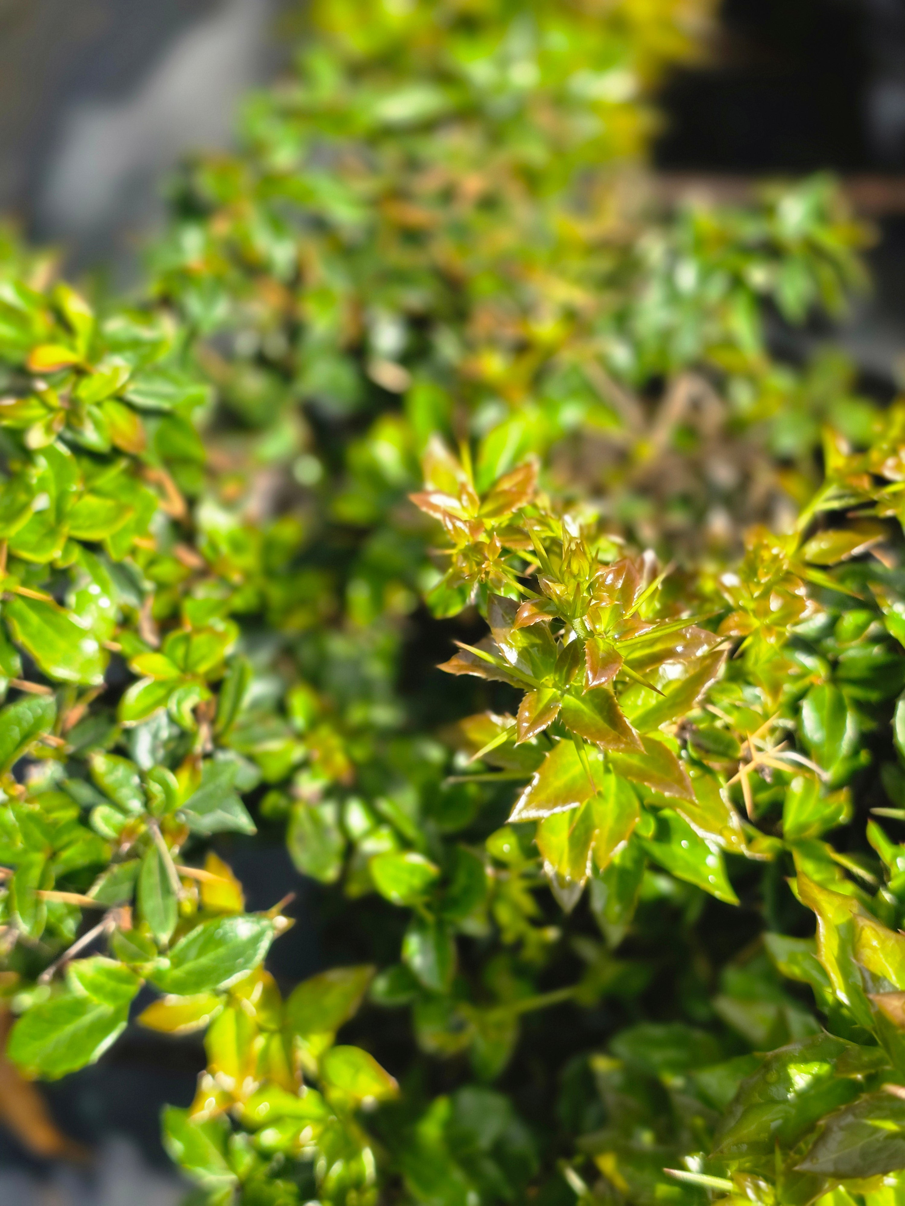Warzenberberitze - Berberis verruculosa