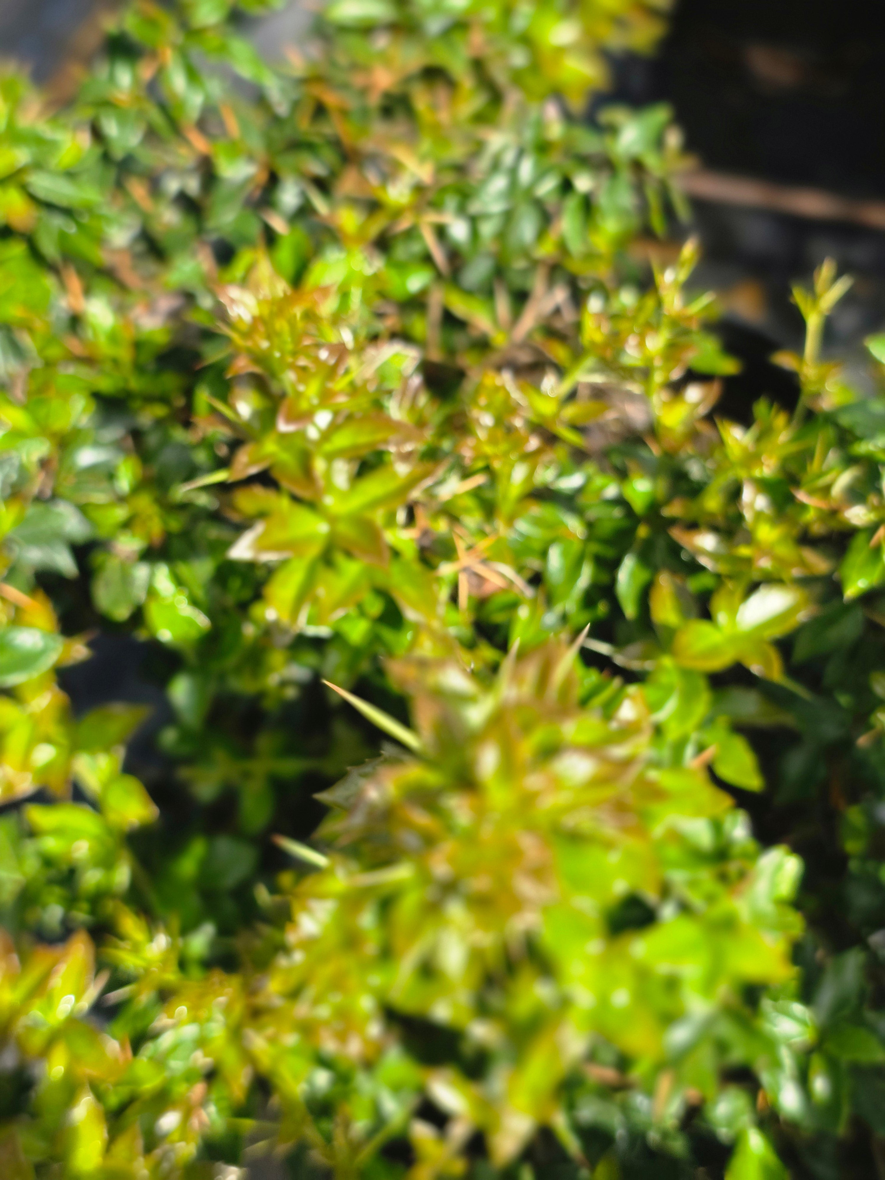 Warzenberberitze - Berberis verruculosa