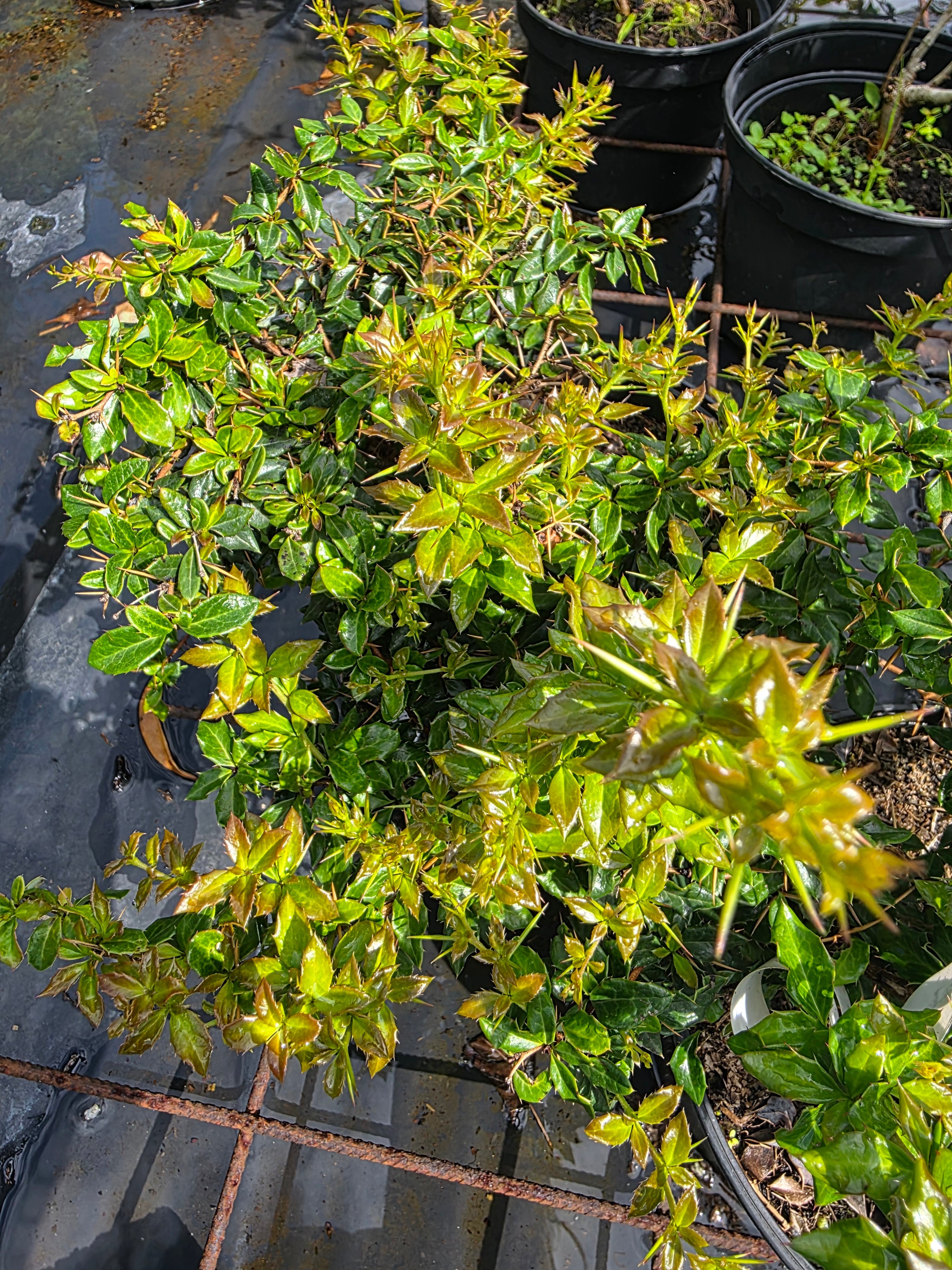 Warzenberberitze - Berberis verruculosa