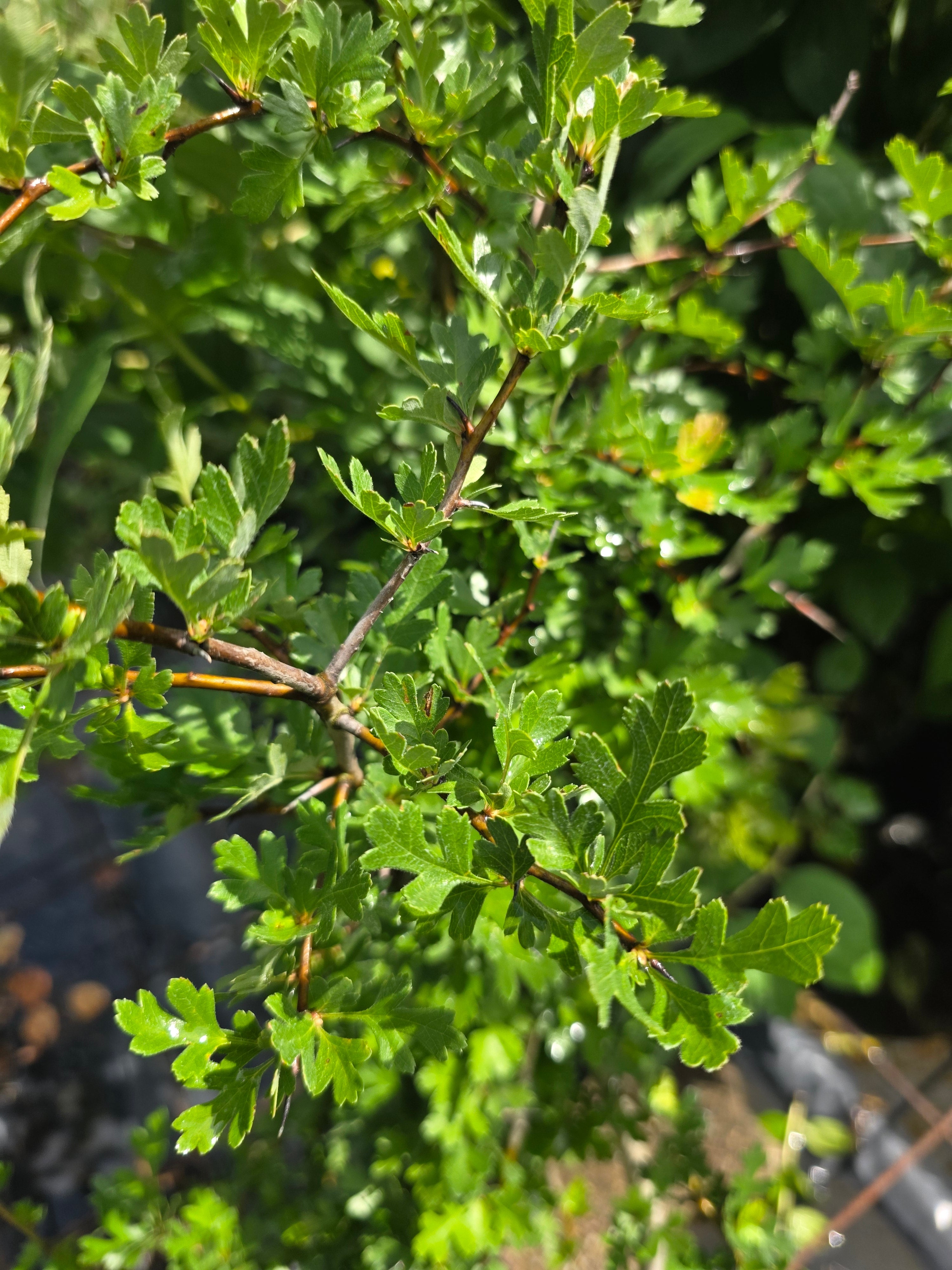 Eingriffeliger Weißdorn - Crataegus monogyna