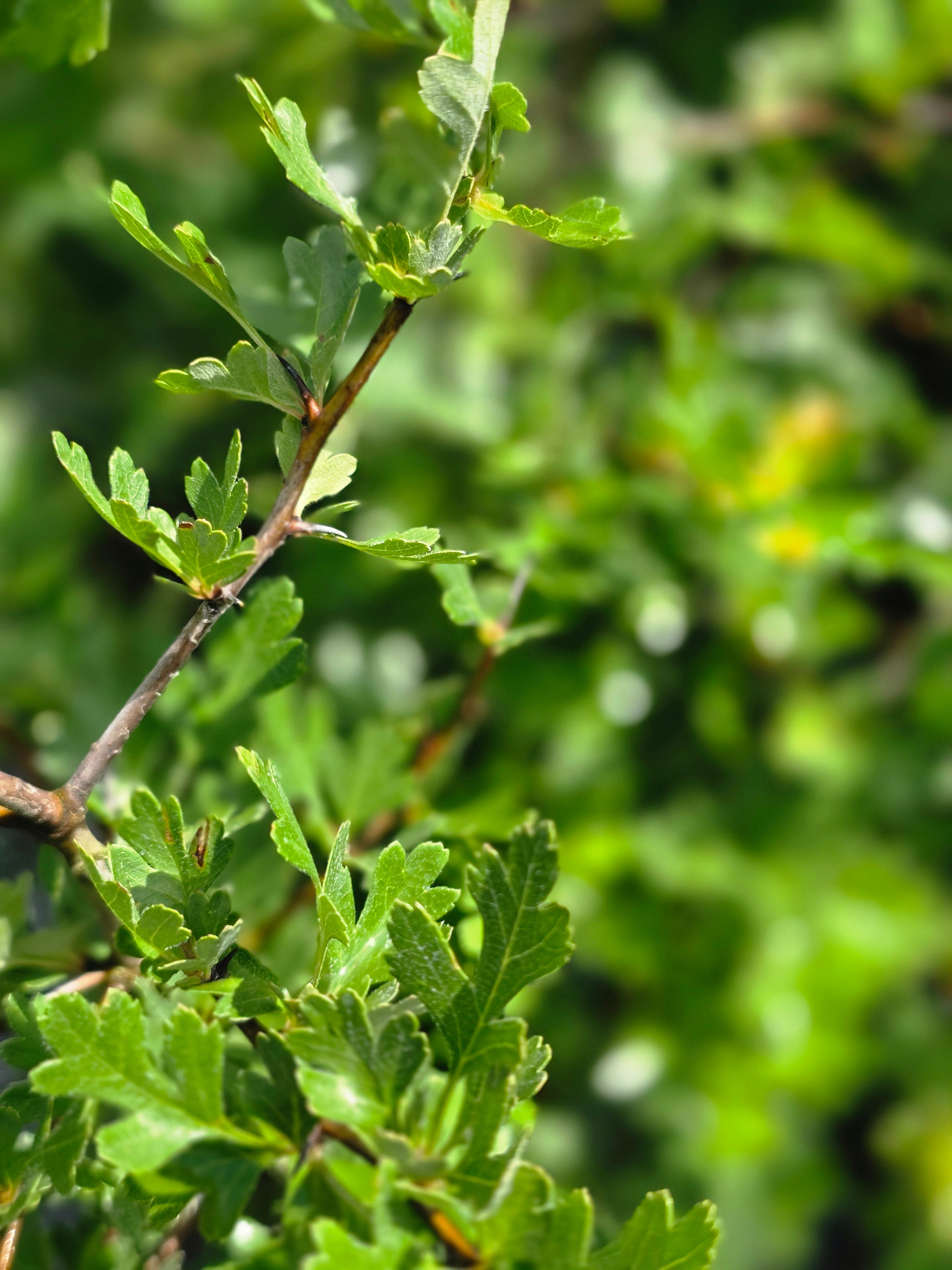 Eingriffeliger Weißdorn - Crataegus monogyna