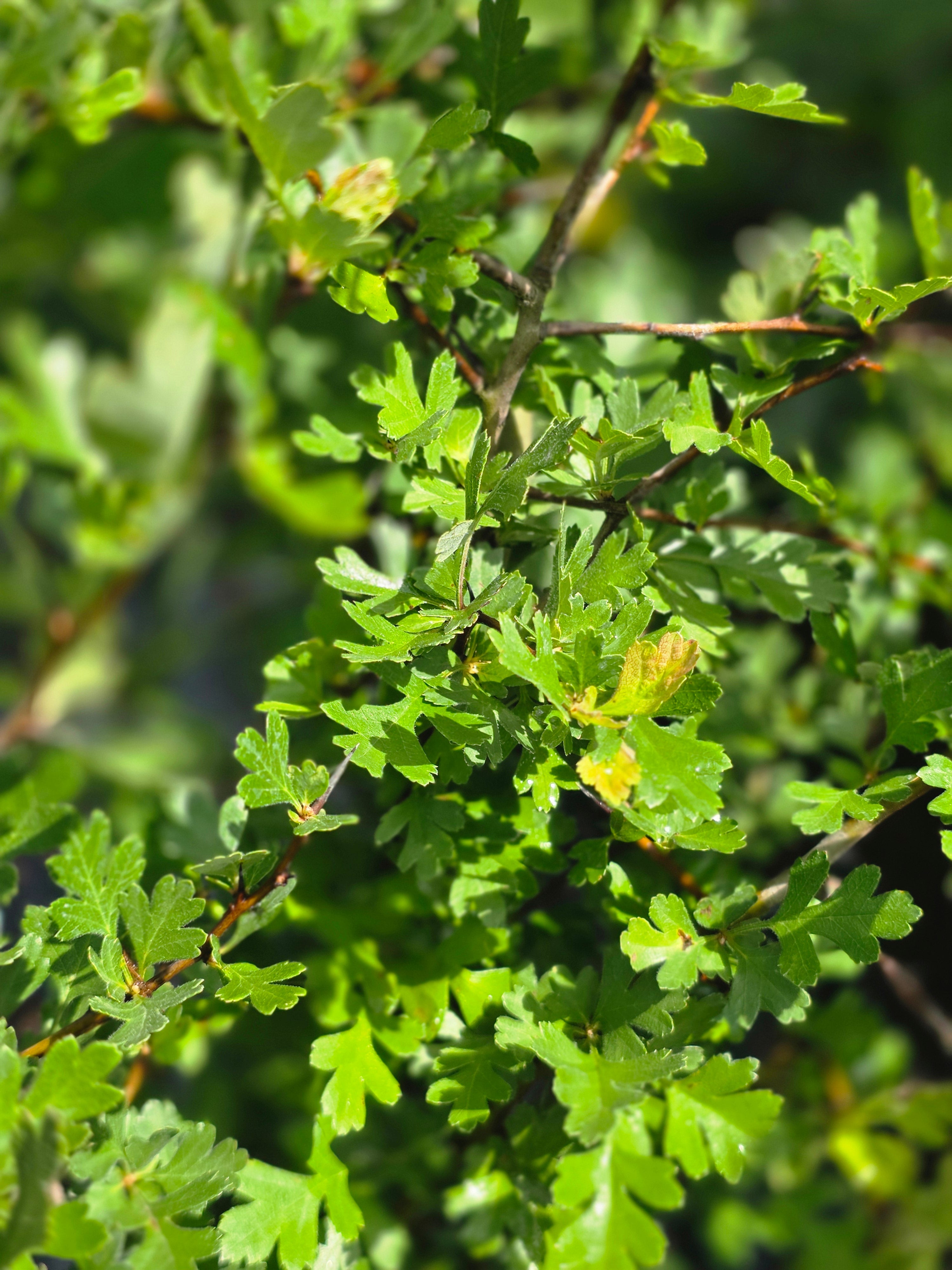 Eingriffeliger Weißdorn - Crataegus monogyna
