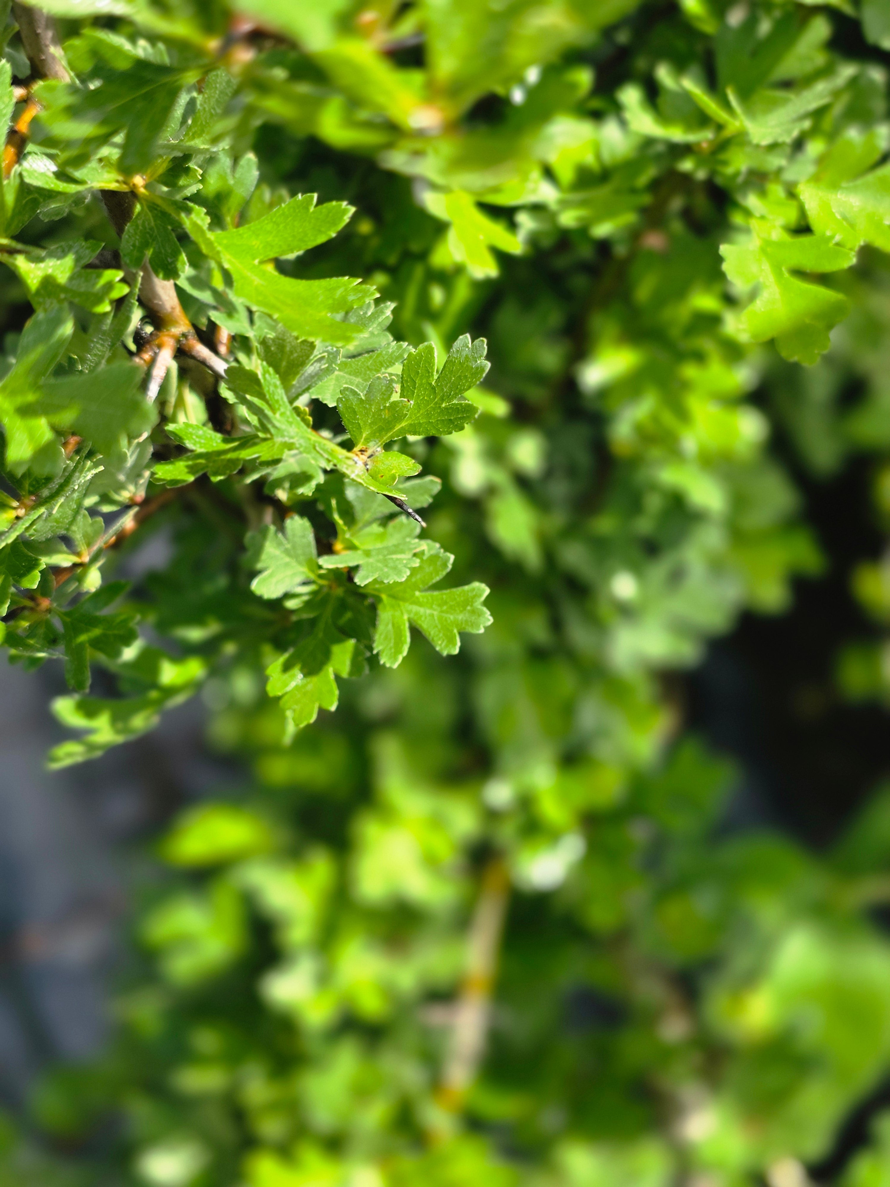 Eingriffeliger Weißdorn - Crataegus monogyna
