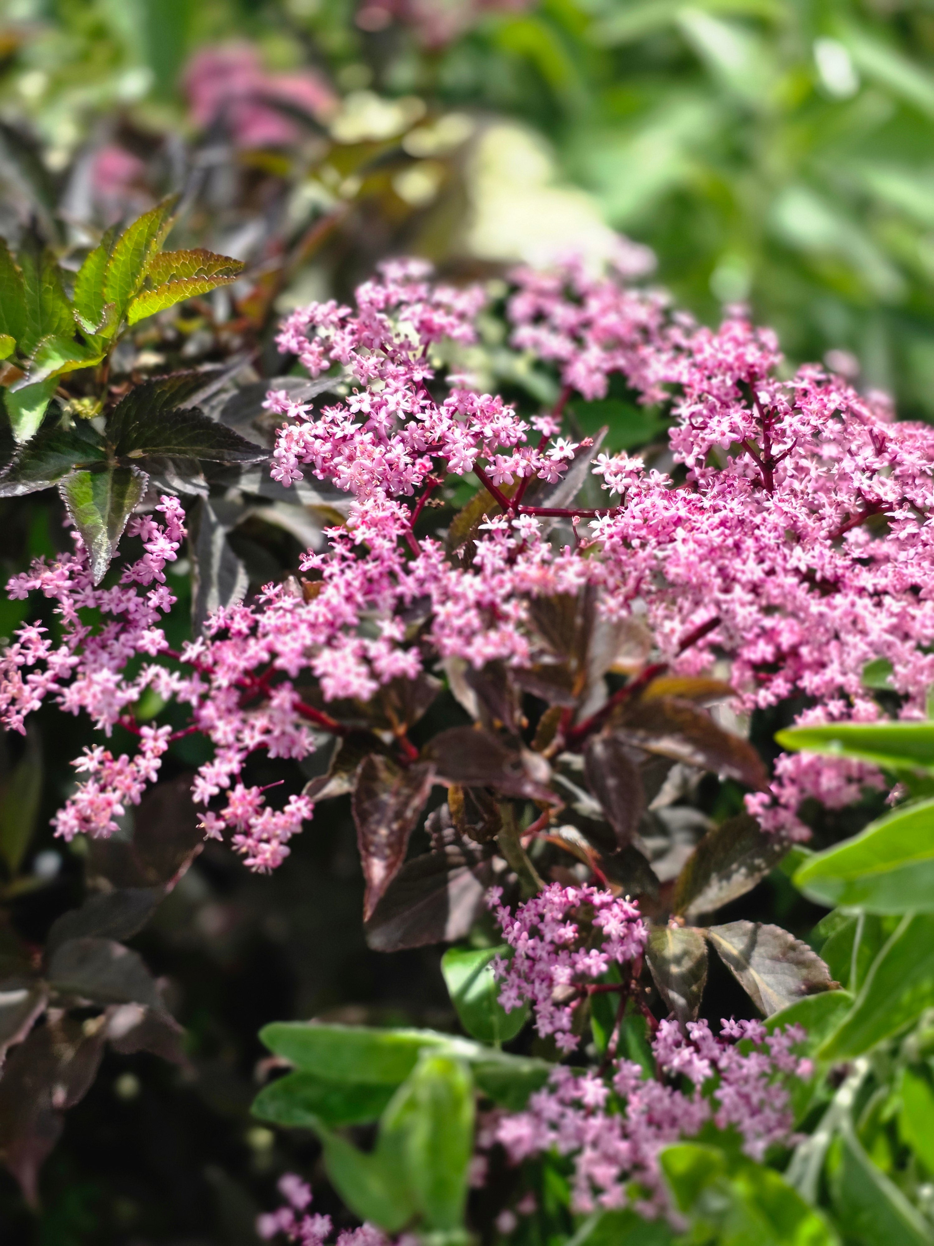 Schwarzer Holunder 'Black Beauty' ® - Sambucus nigra 'Black Beauty' ®