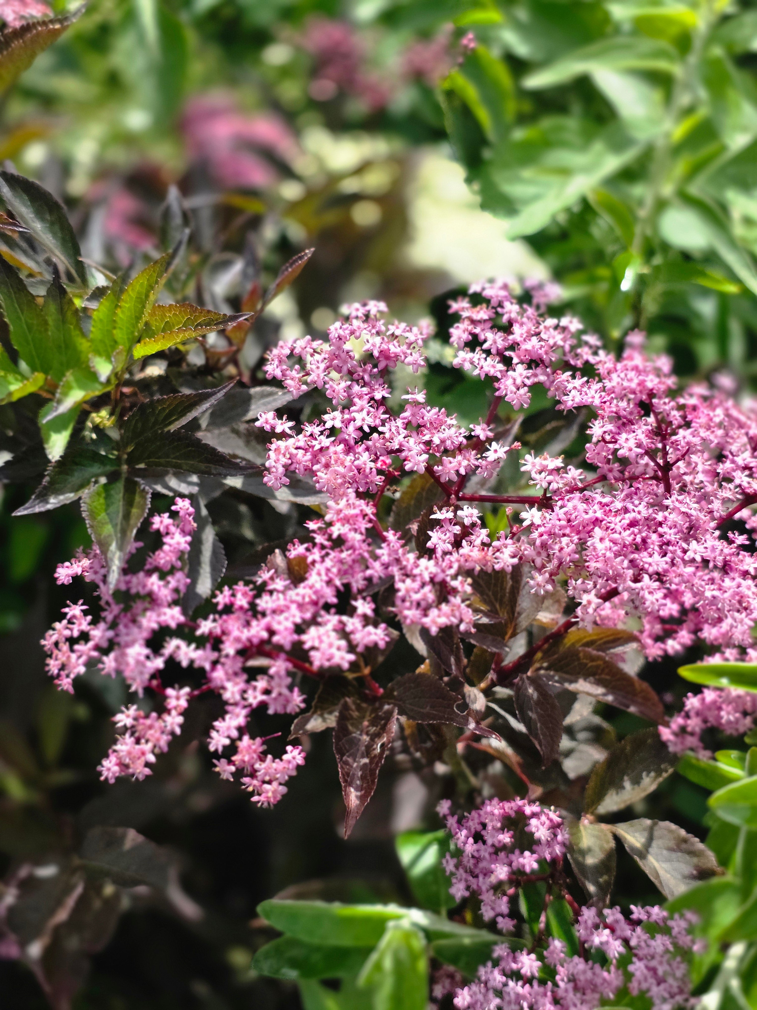 Schwarzer Holunder 'Black Beauty' ® - Sambucus nigra 'Black Beauty' ®