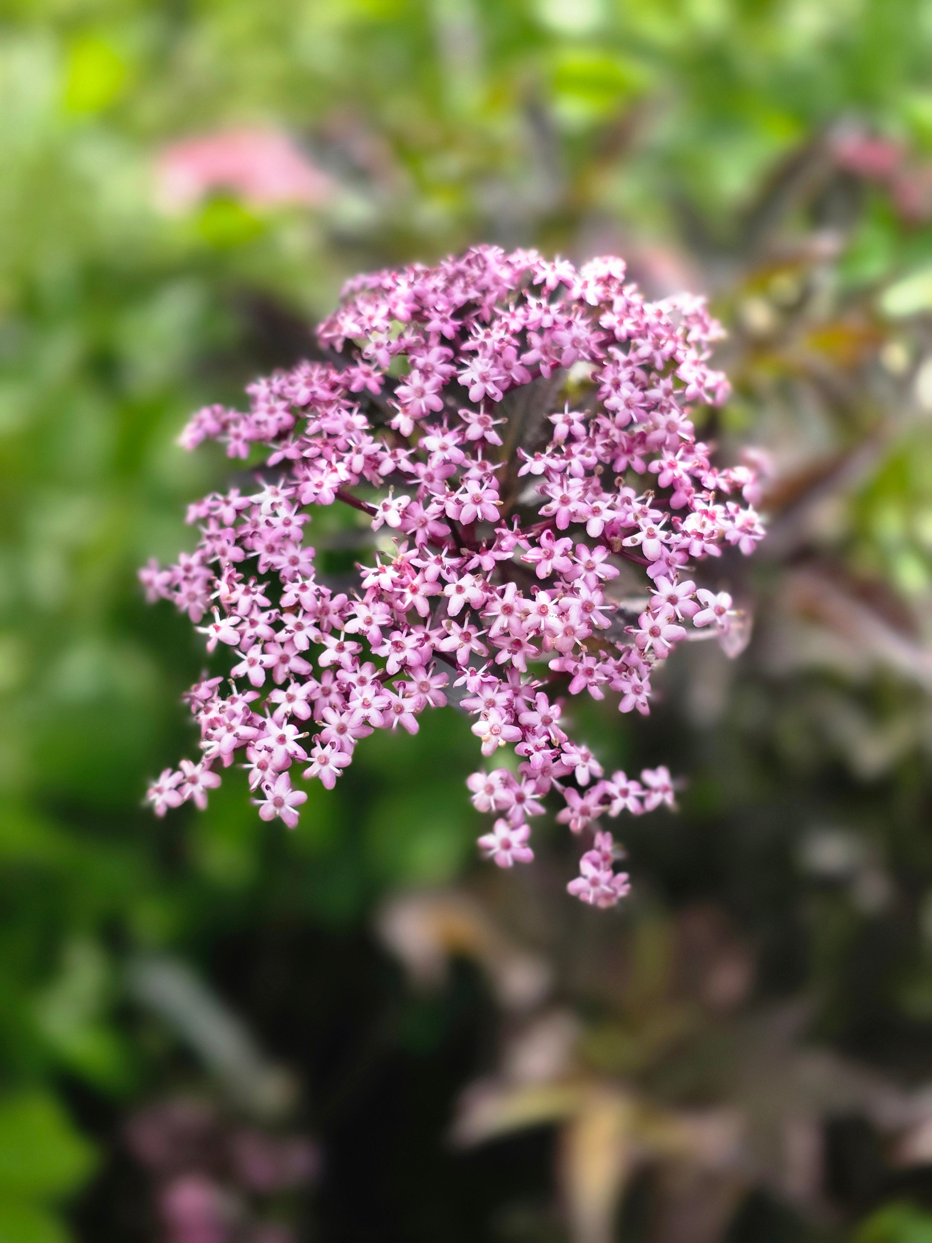 Schwarzer Holunder 'Black Beauty' ® - Sambucus nigra 'Black Beauty' ®