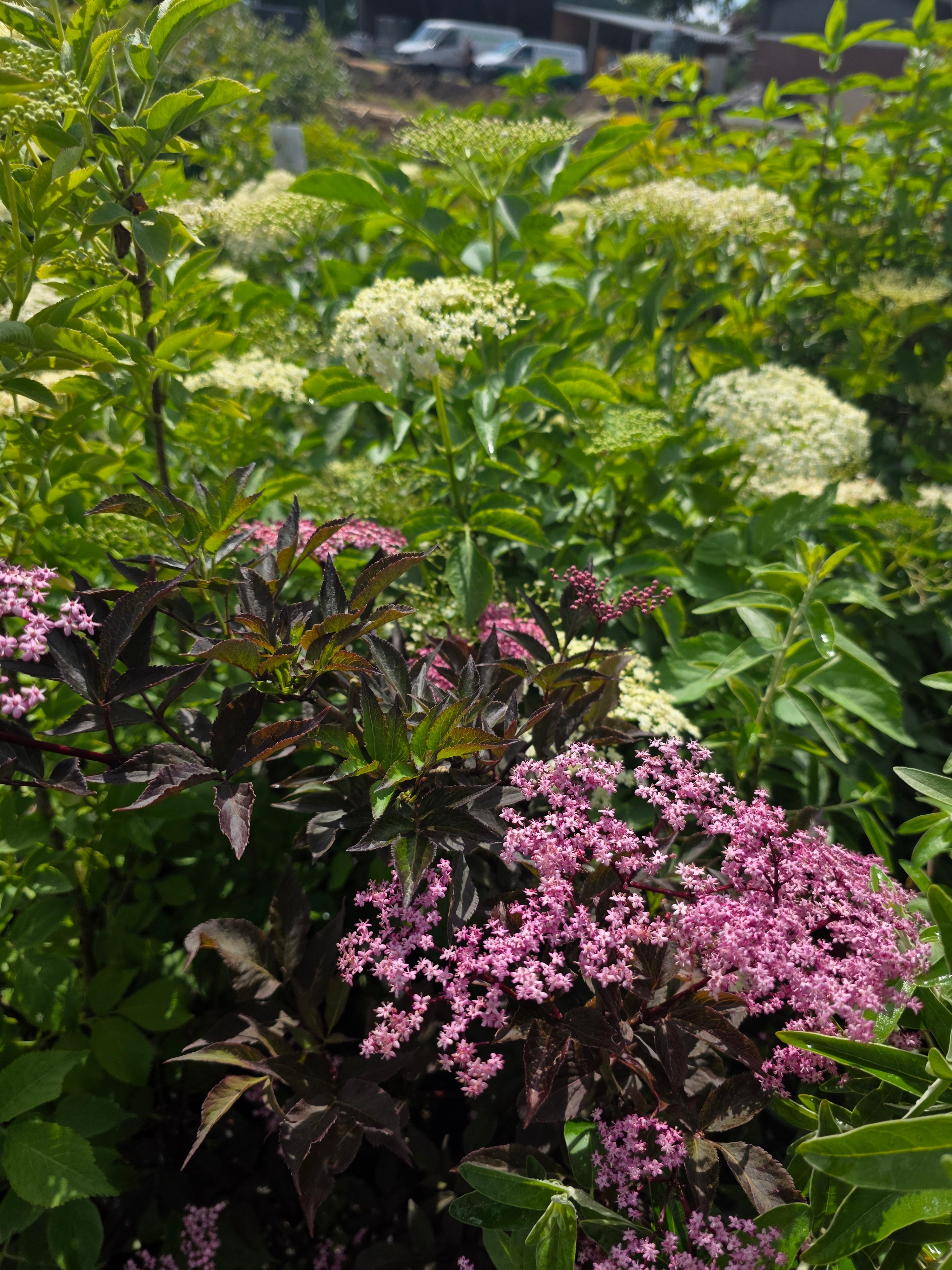 Schwarzer Holunder 'Black Beauty' ® - Sambucus nigra 'Black Beauty' ®