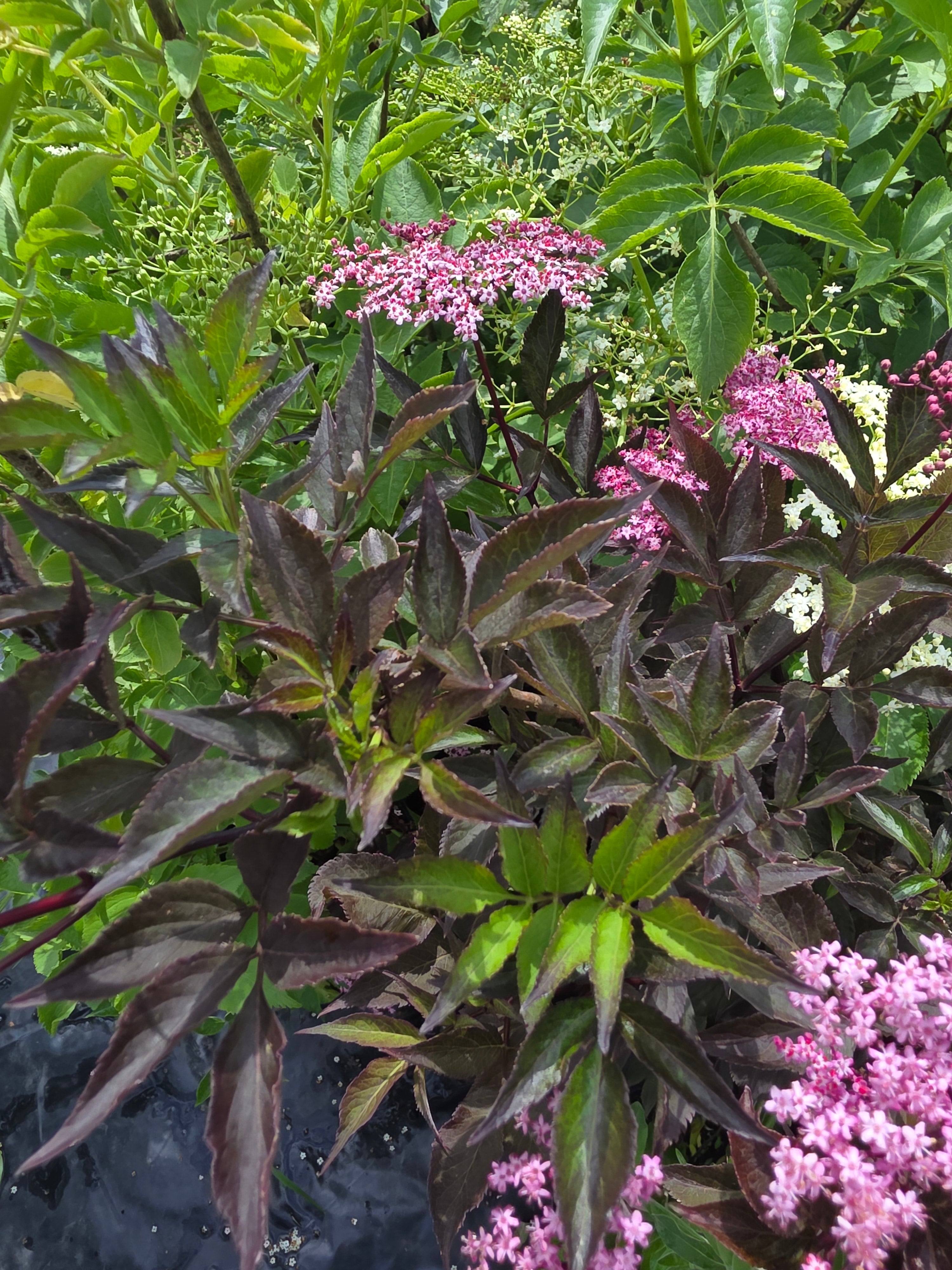 Schwarzer Holunder 'Black Beauty' ® - Sambucus nigra 'Black Beauty' ®