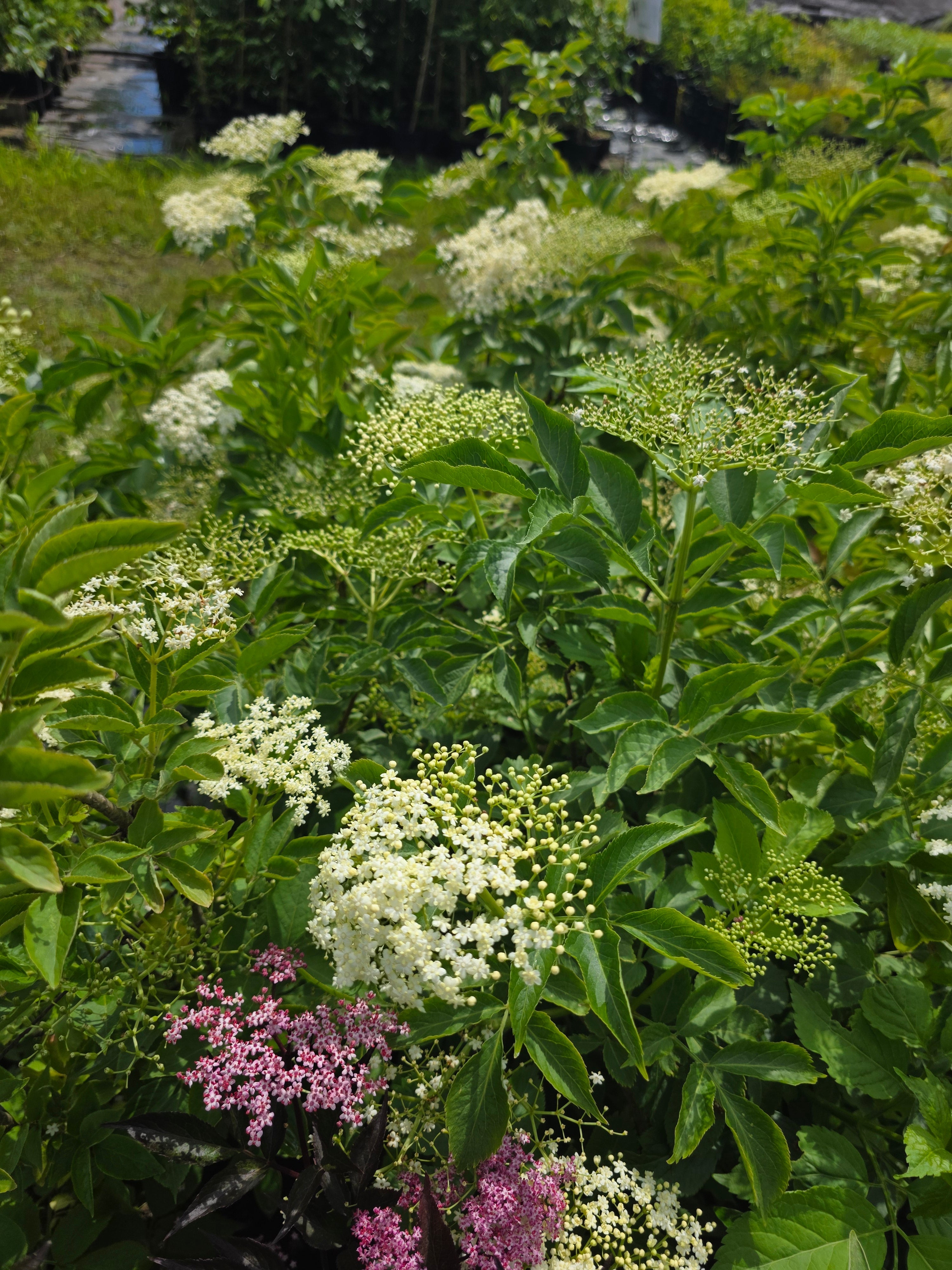 Schwarzer Holunder - Sambucus nigra
