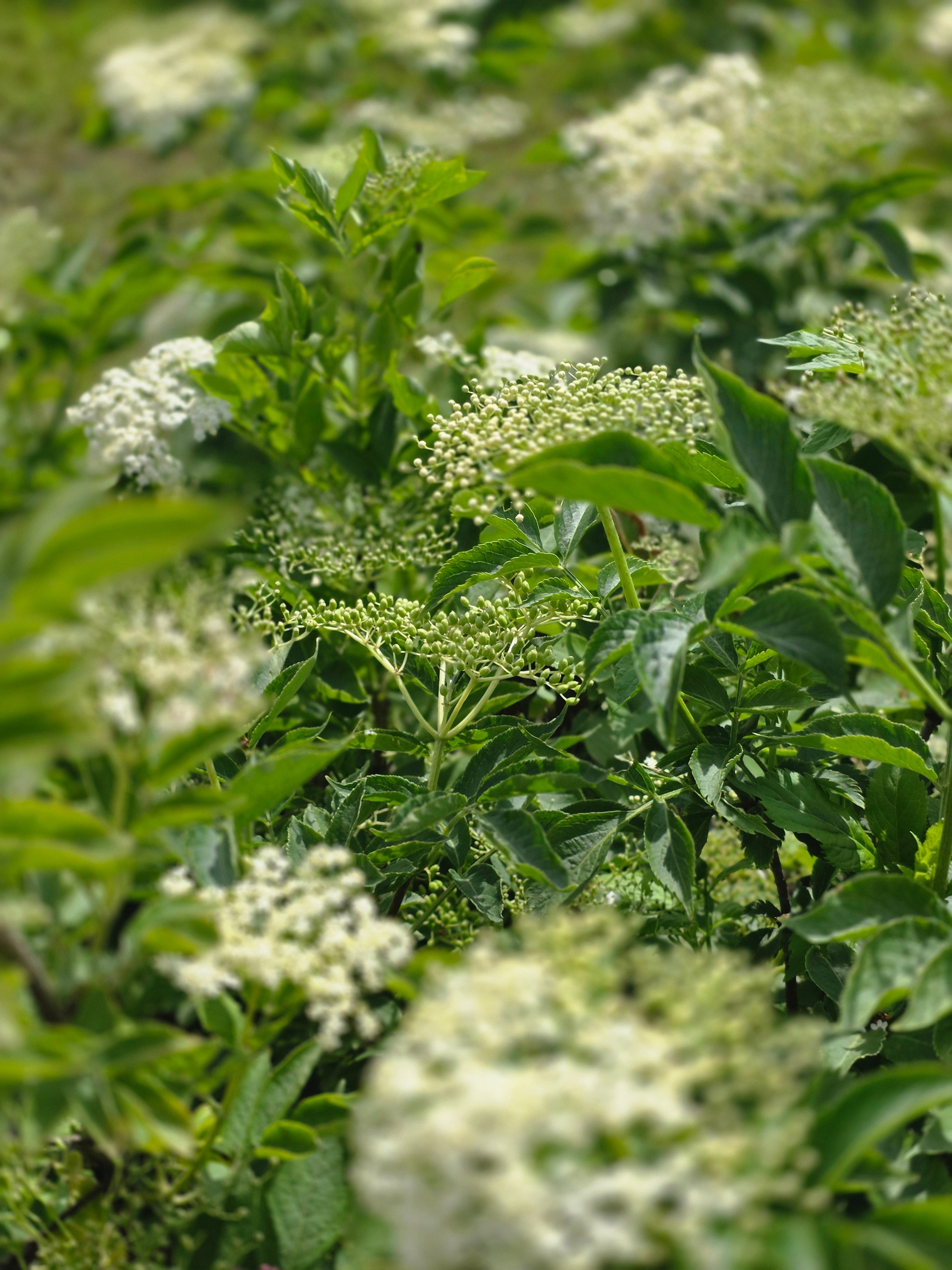 Schwarzer Holunder - Sambucus nigra
