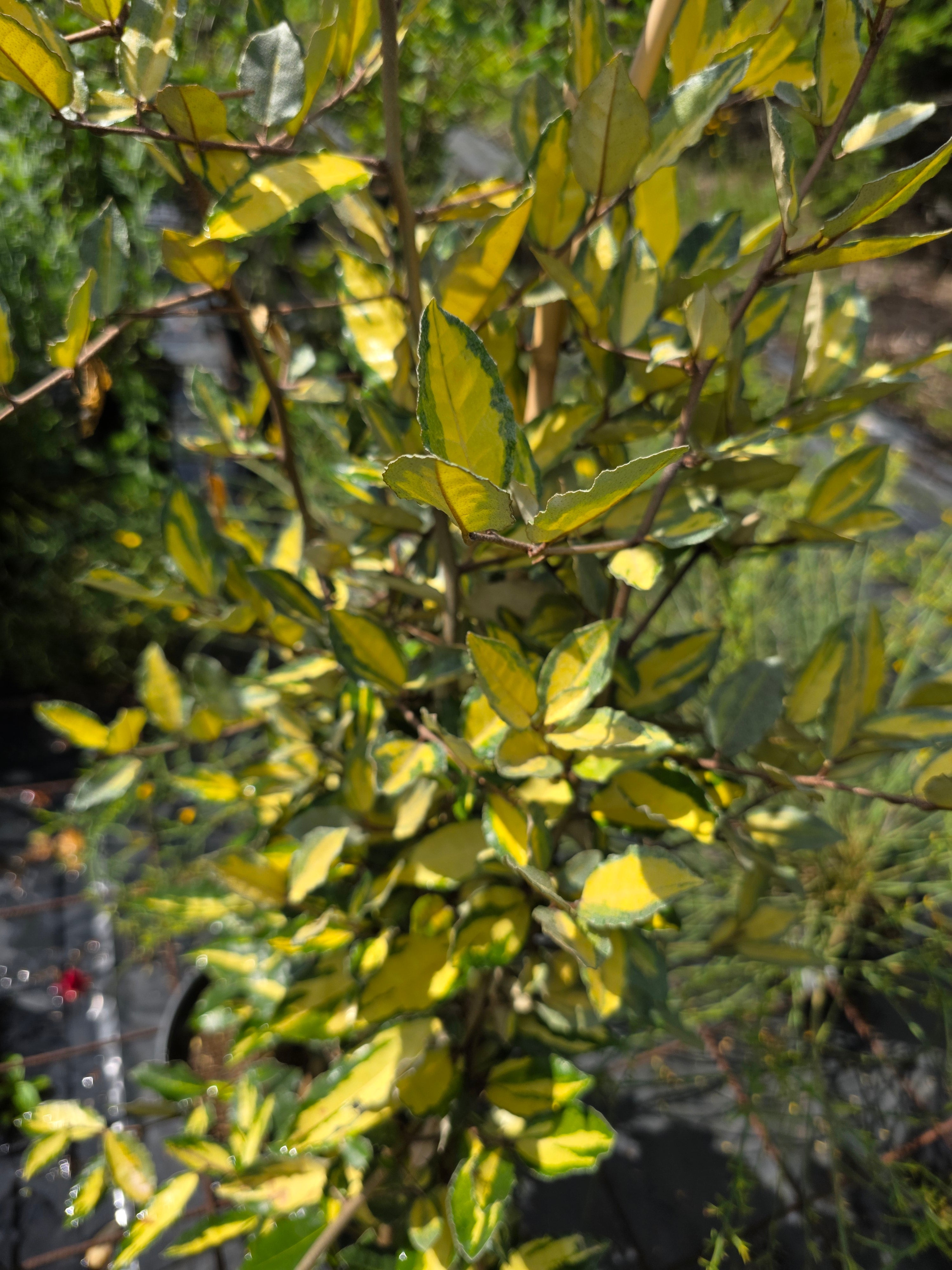 Buntlaubige Ölweide - Elaeagnus pungens 'Maculata'