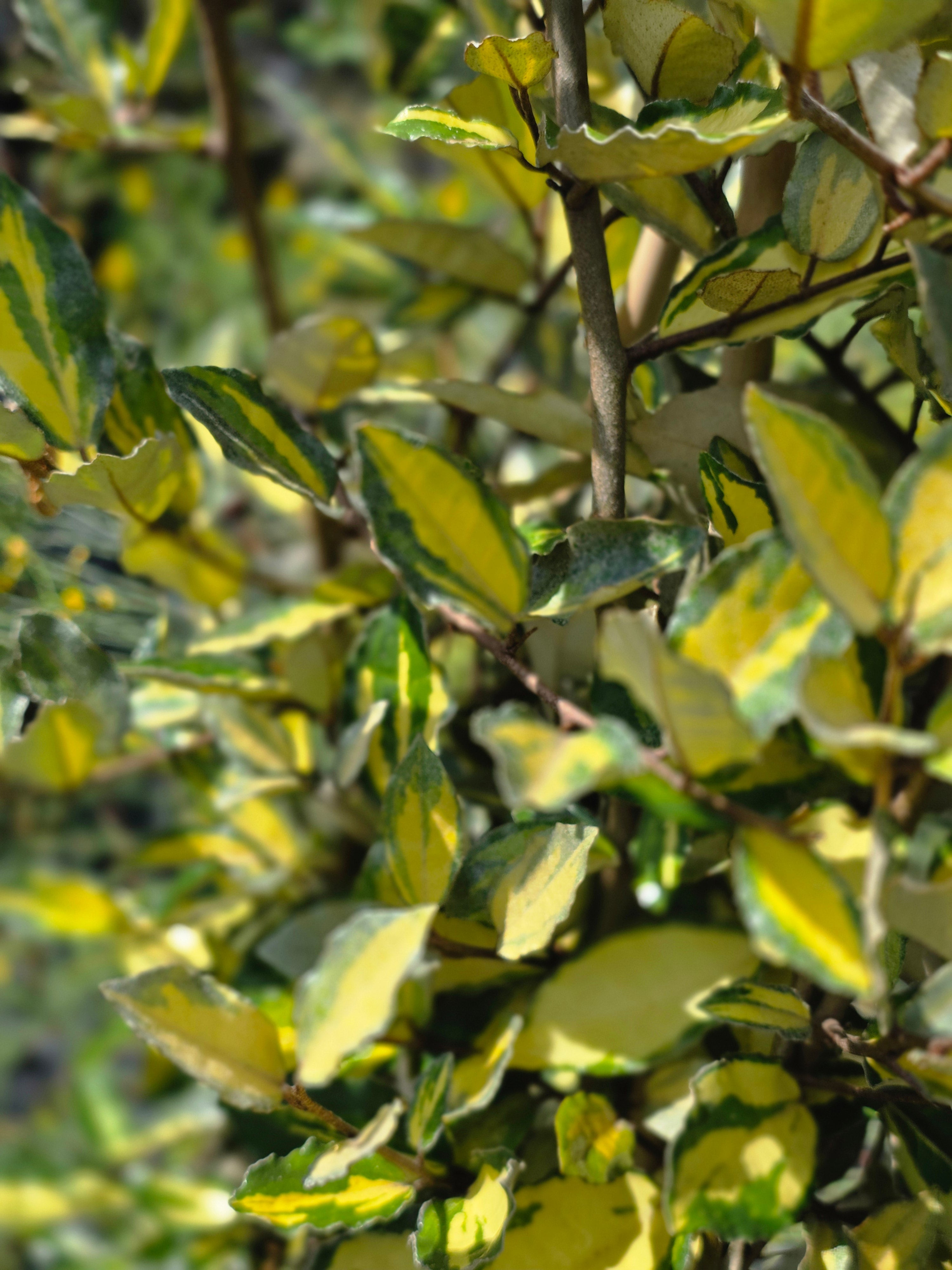Buntlaubige Ölweide - Elaeagnus pungens 'Maculata'