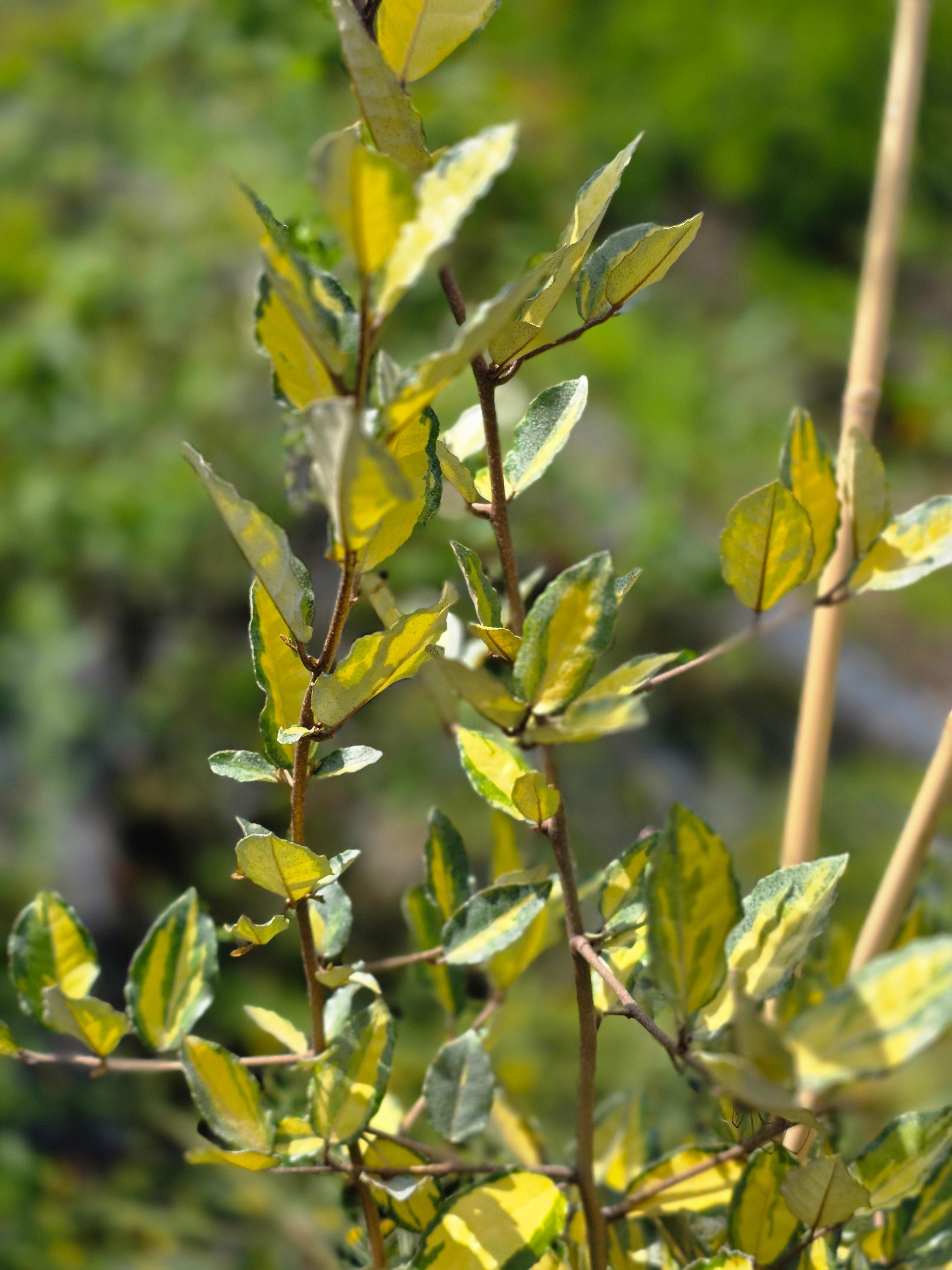 Buntlaubige Ölweide - Elaeagnus pungens 'Maculata'