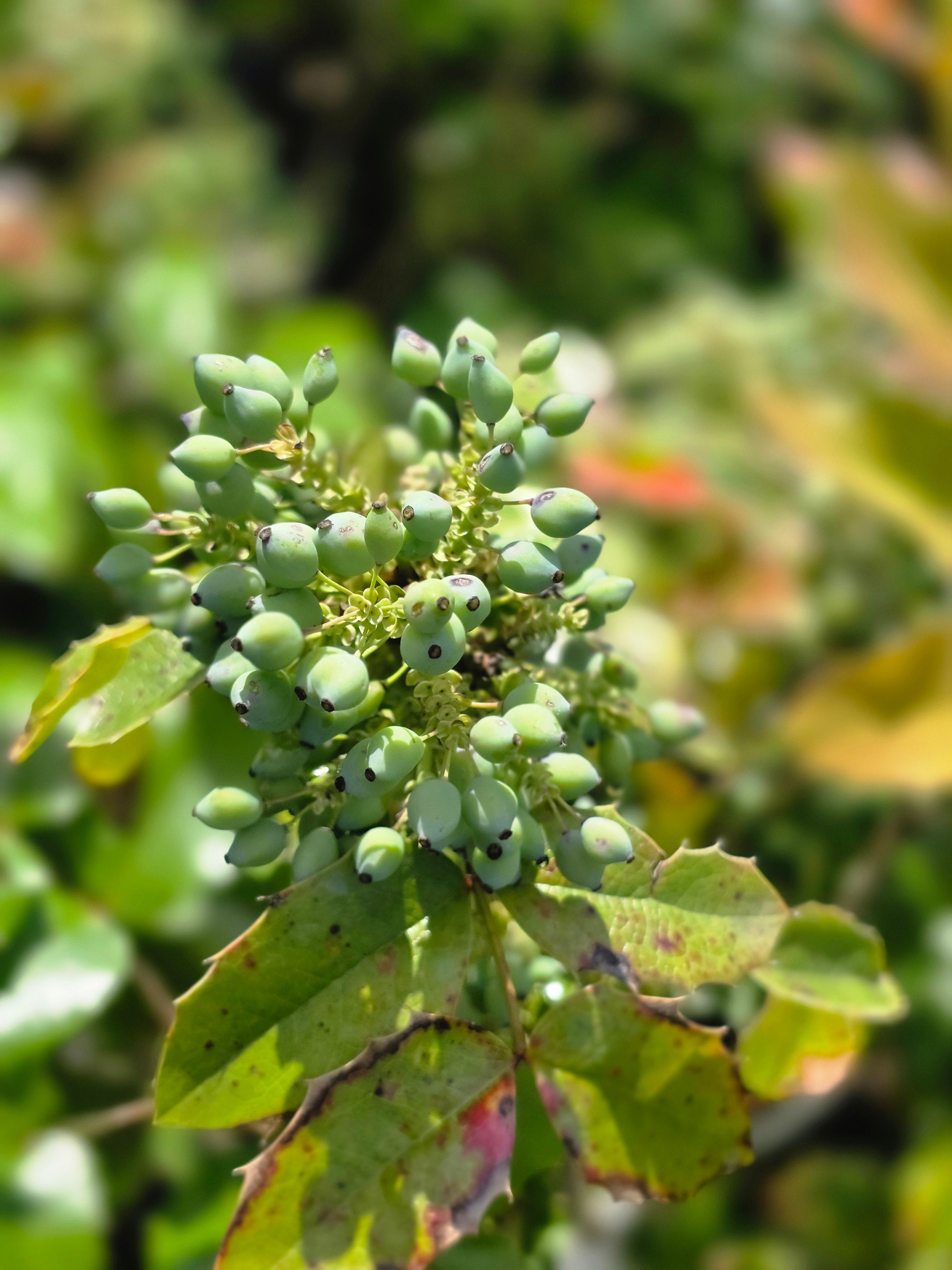 Gewöhnliche Mahonie - Mahonia aquifolium