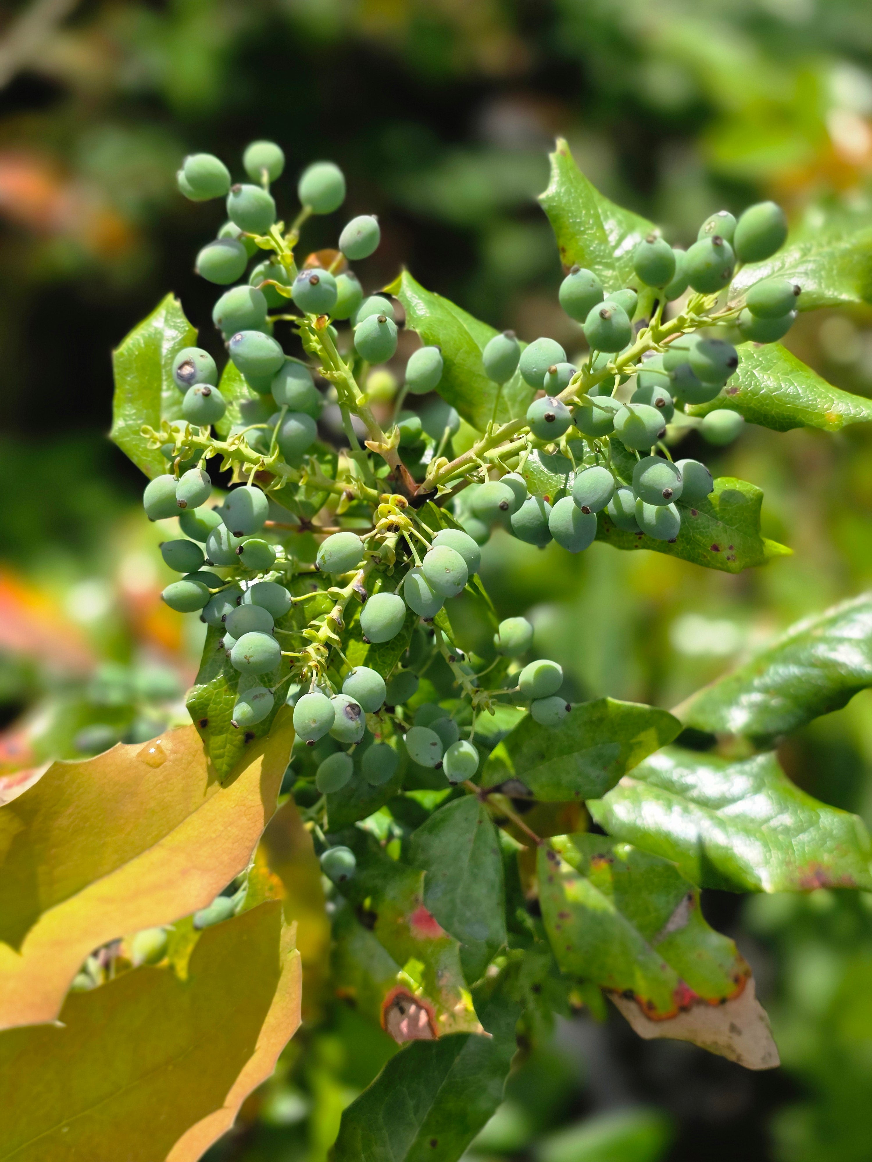 Gewöhnliche Mahonie - Mahonia aquifolium