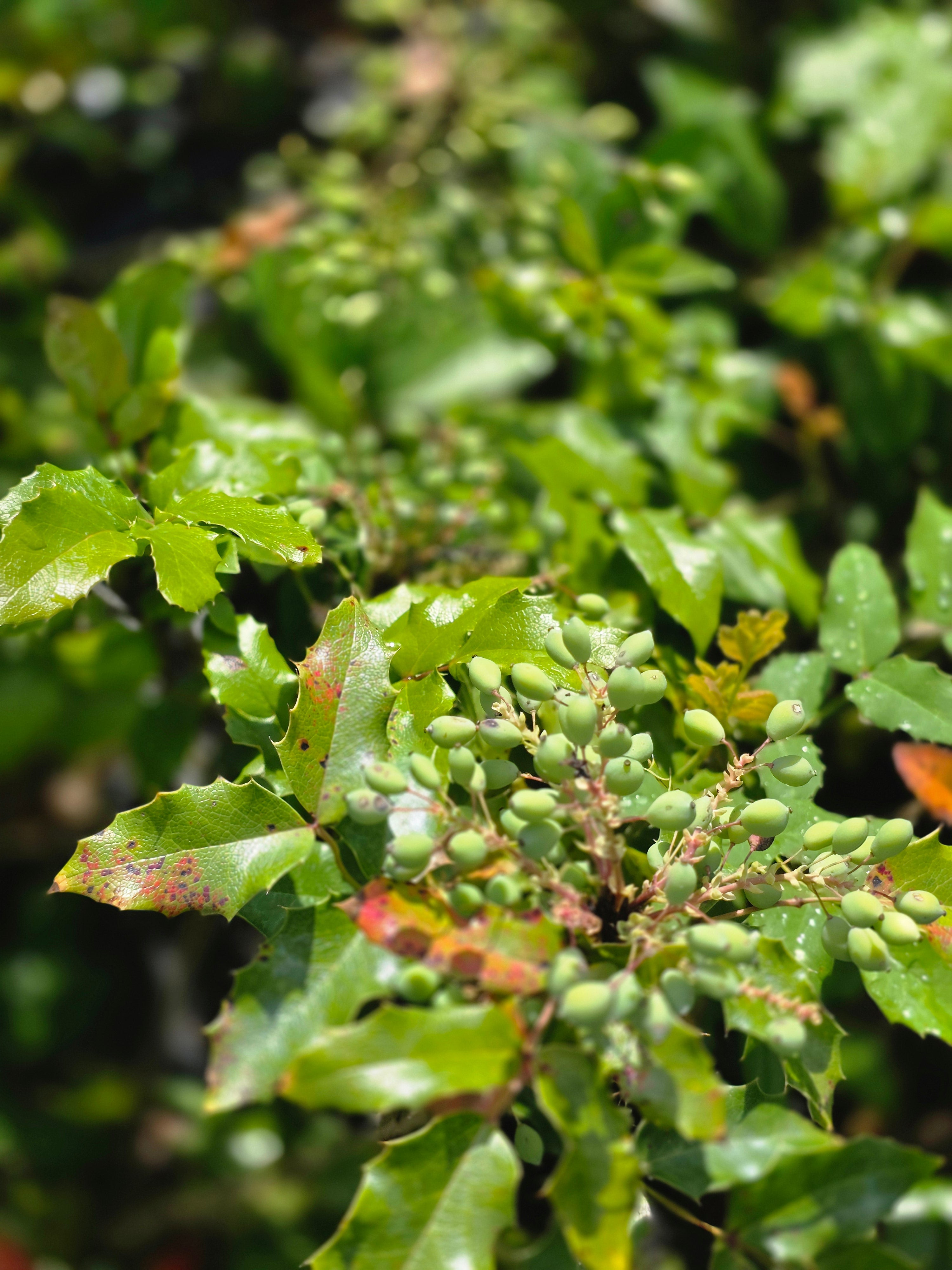 Gewöhnliche Mahonie - Mahonia aquifolium