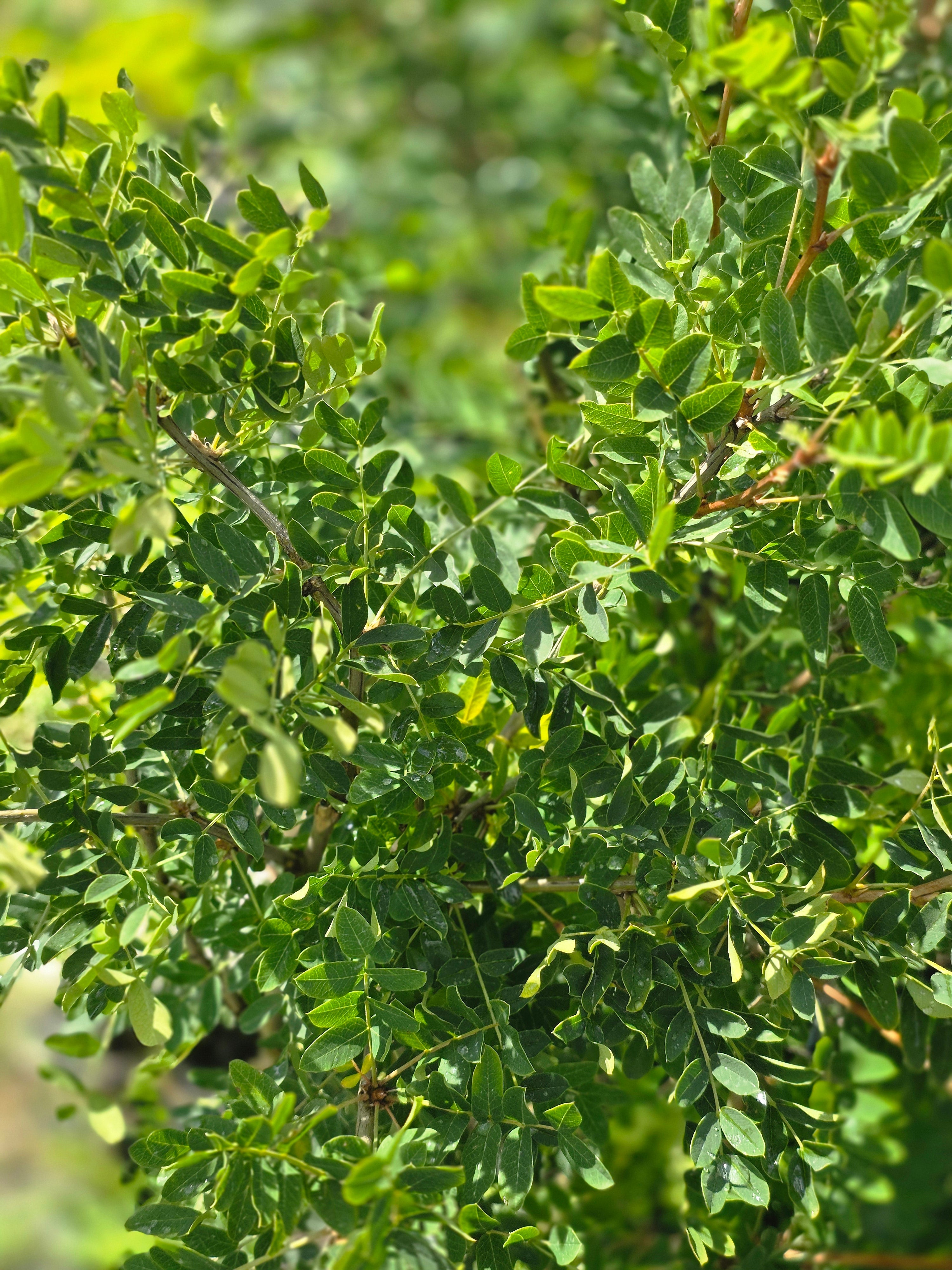 Gewöhnlicher Erbsenstrauch - Caragana arborescens