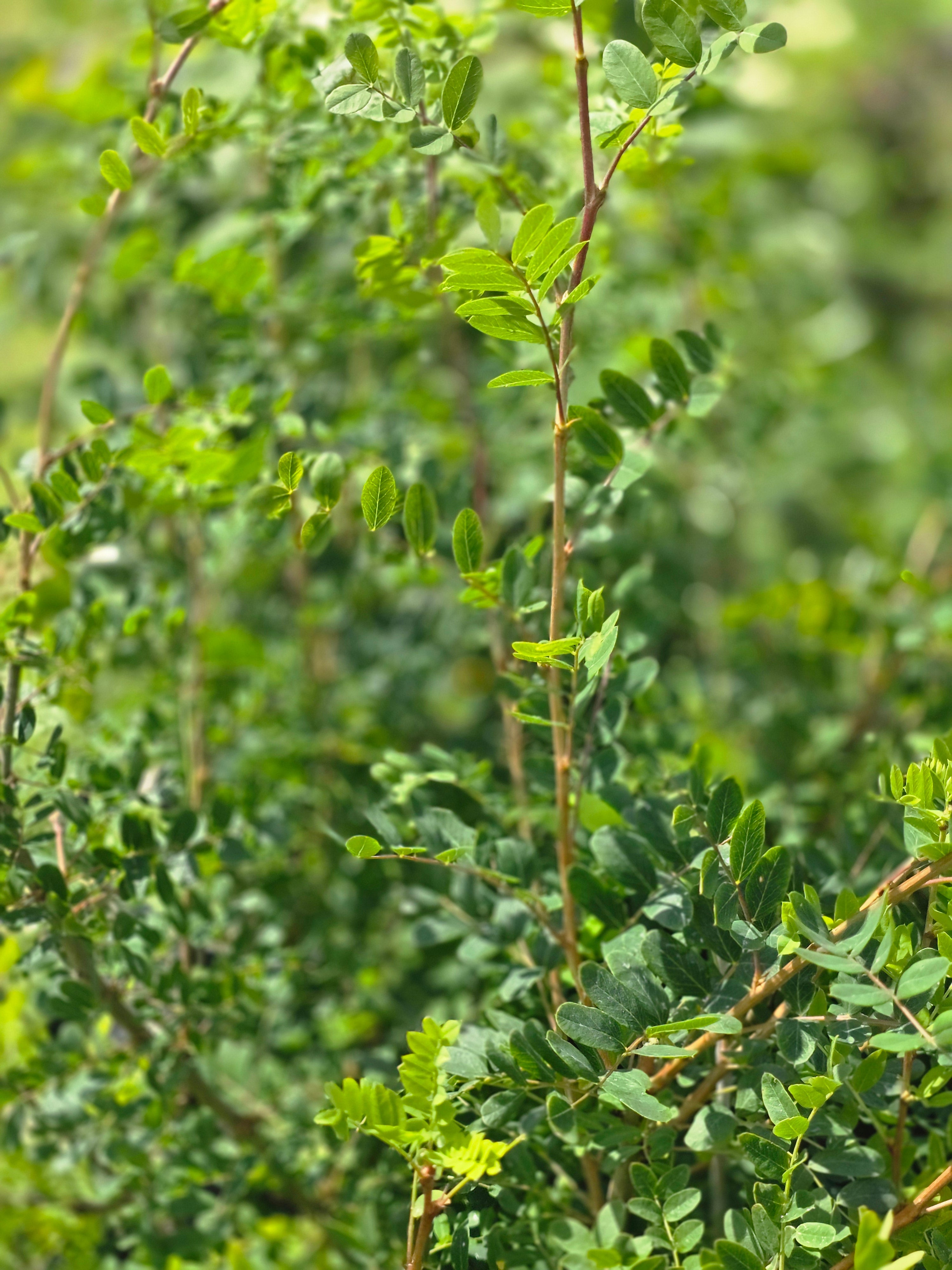 Gewöhnlicher Erbsenstrauch - Caragana arborescens