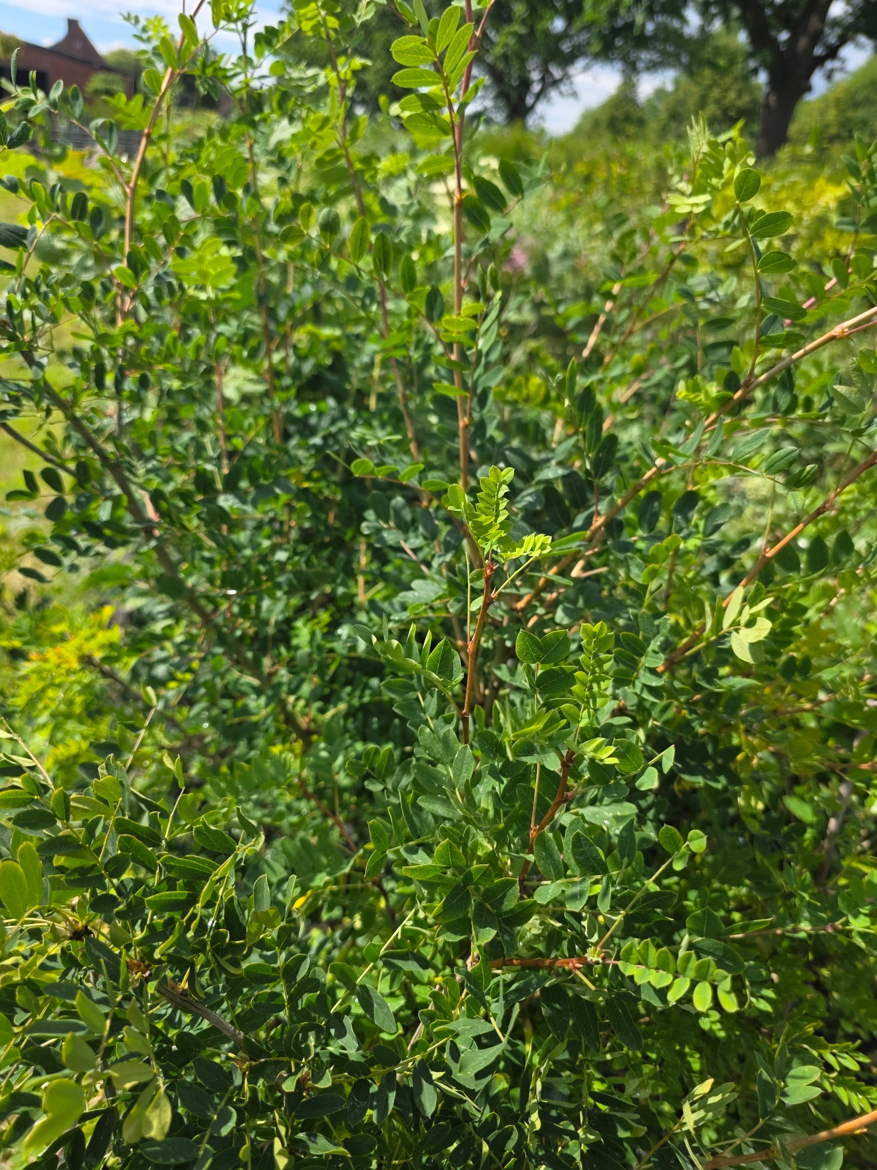 Gewöhnlicher Erbsenstrauch - Caragana arborescens