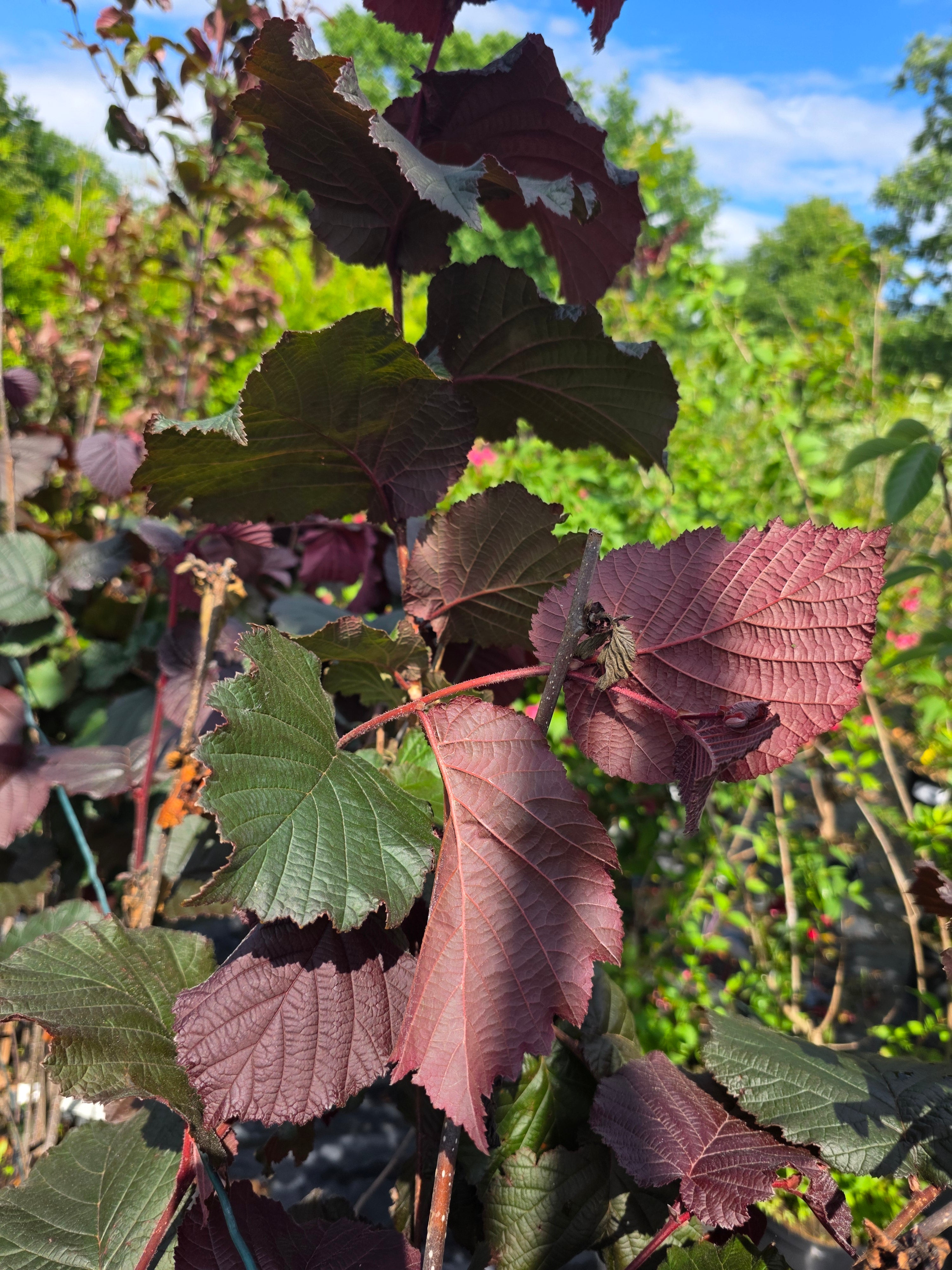 Bluthasel - Corylus maxima 'Purpurea'