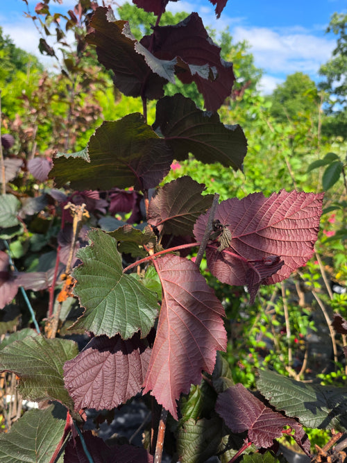 Bluthasel - Corylus maxima 'Purpurea'