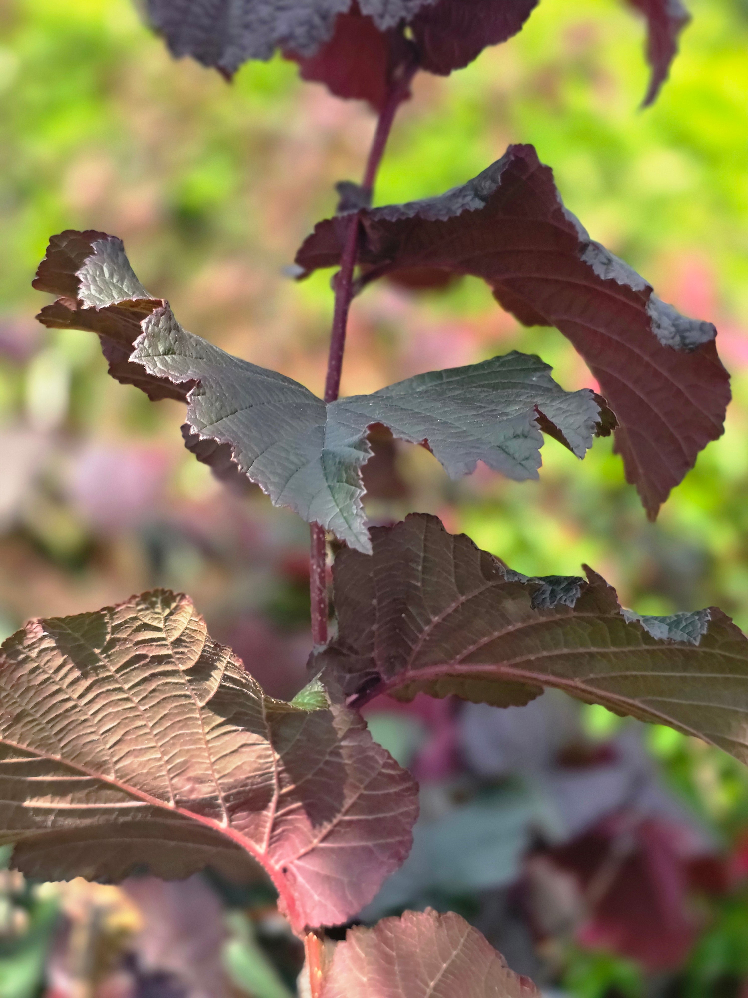 Bluthasel - Corylus maxima 'Purpurea'