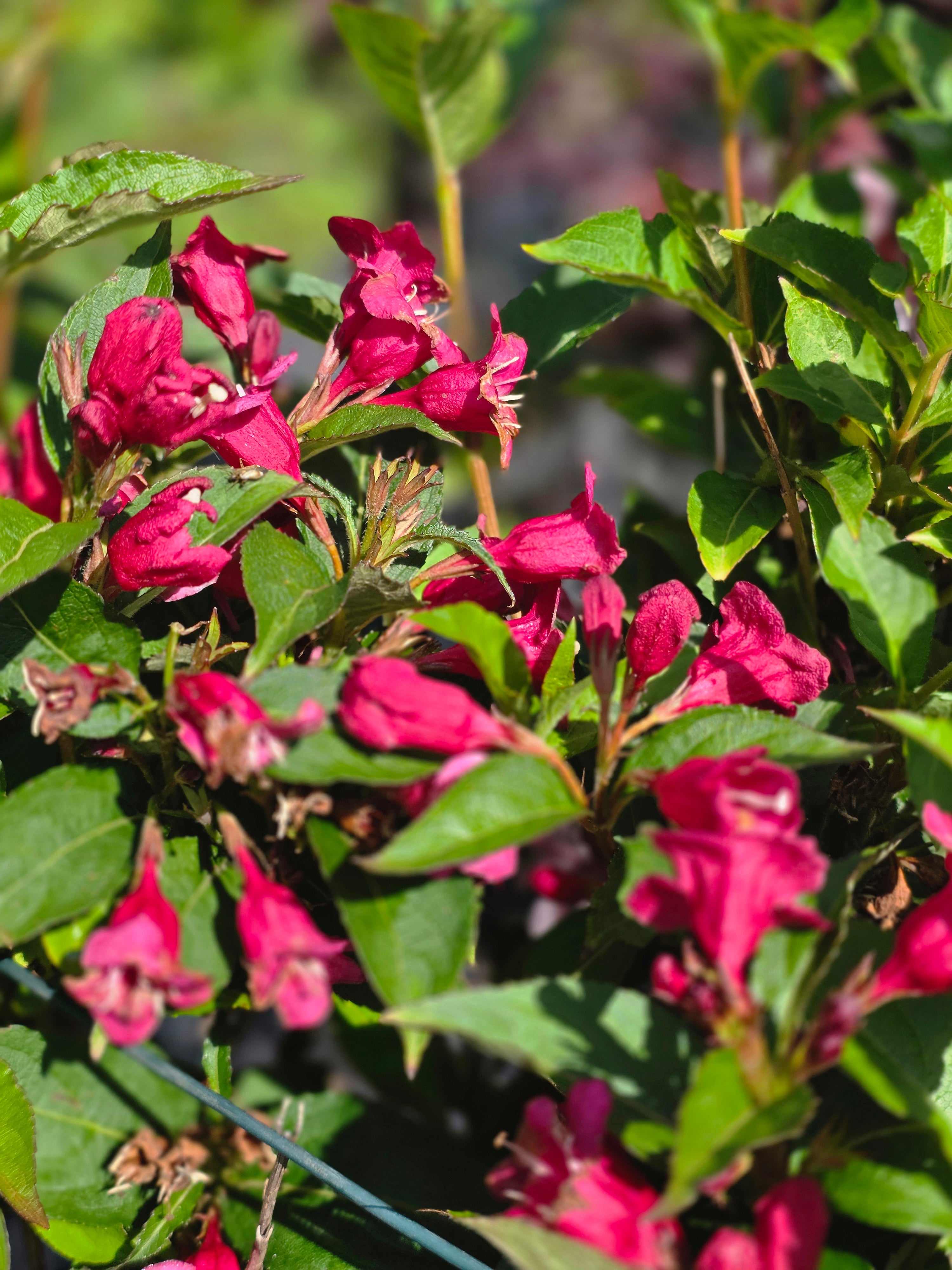 Weigelie 'Bristol Ruby' - Weigela 'Bristol Ruby'