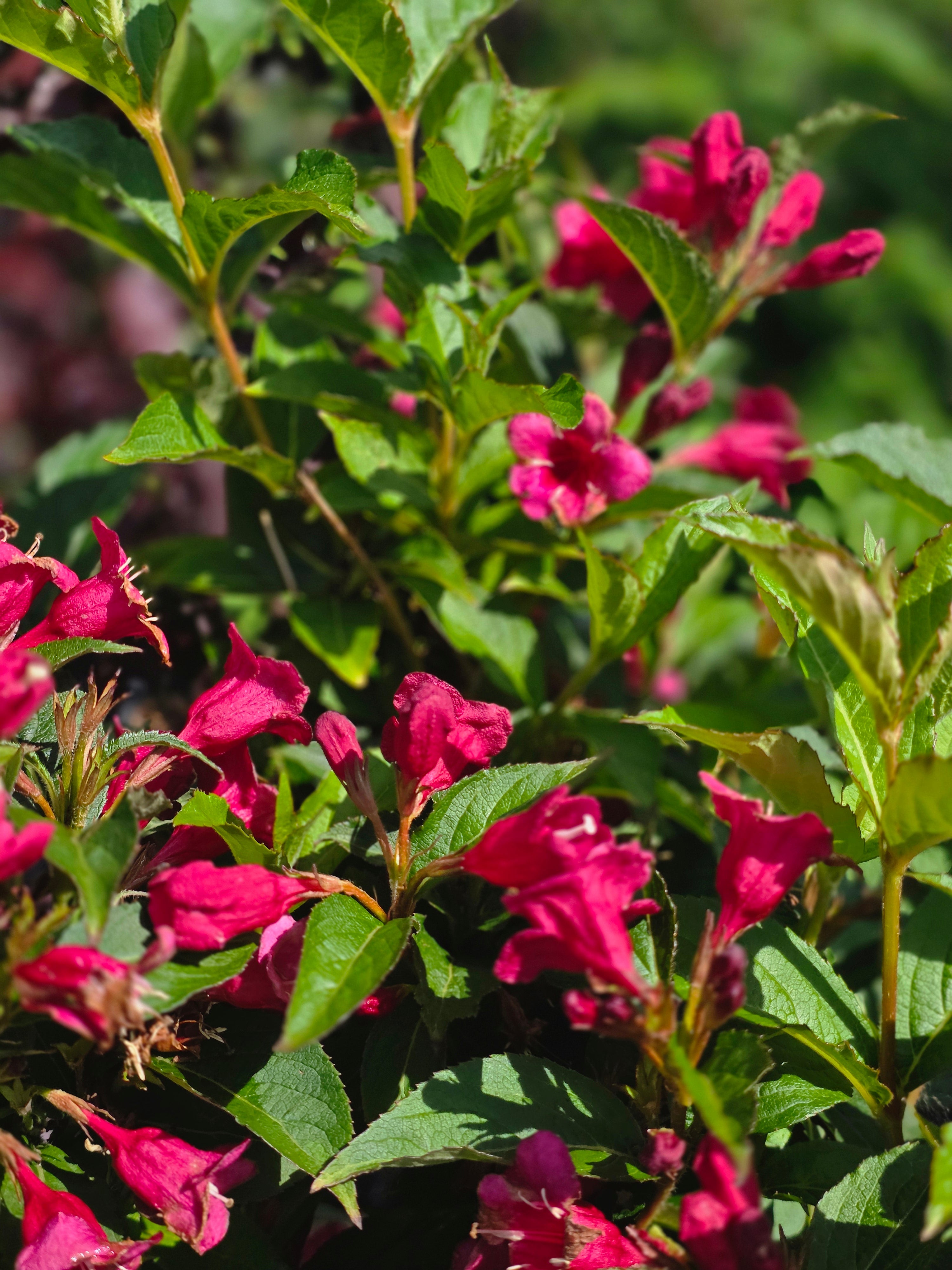 Weigelie 'Bristol Ruby' - Weigela 'Bristol Ruby'