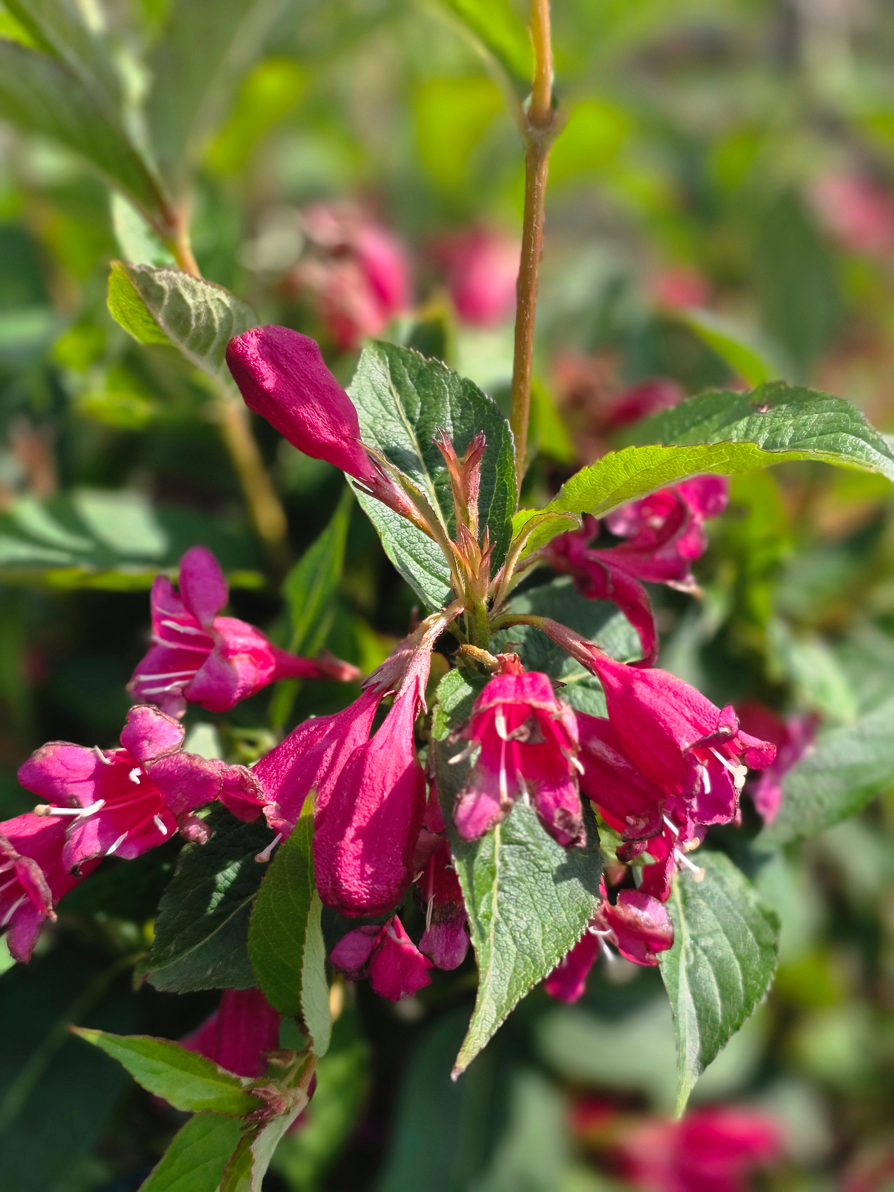 Weigelie 'Newport Red' - Weigela 'Newport Red'