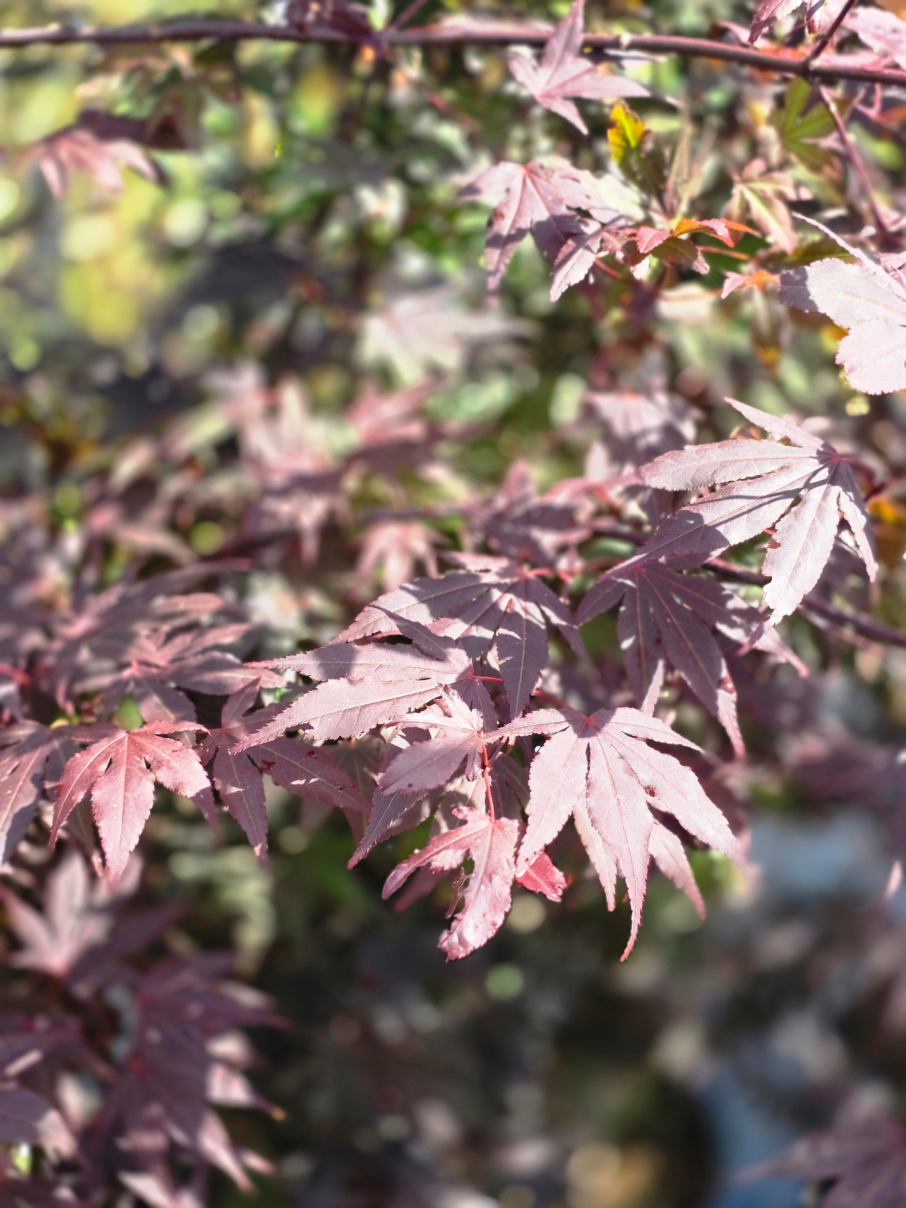 Roter Fächerahorn 'Bloodgood' - Acer palmatum 'Bloodgood'