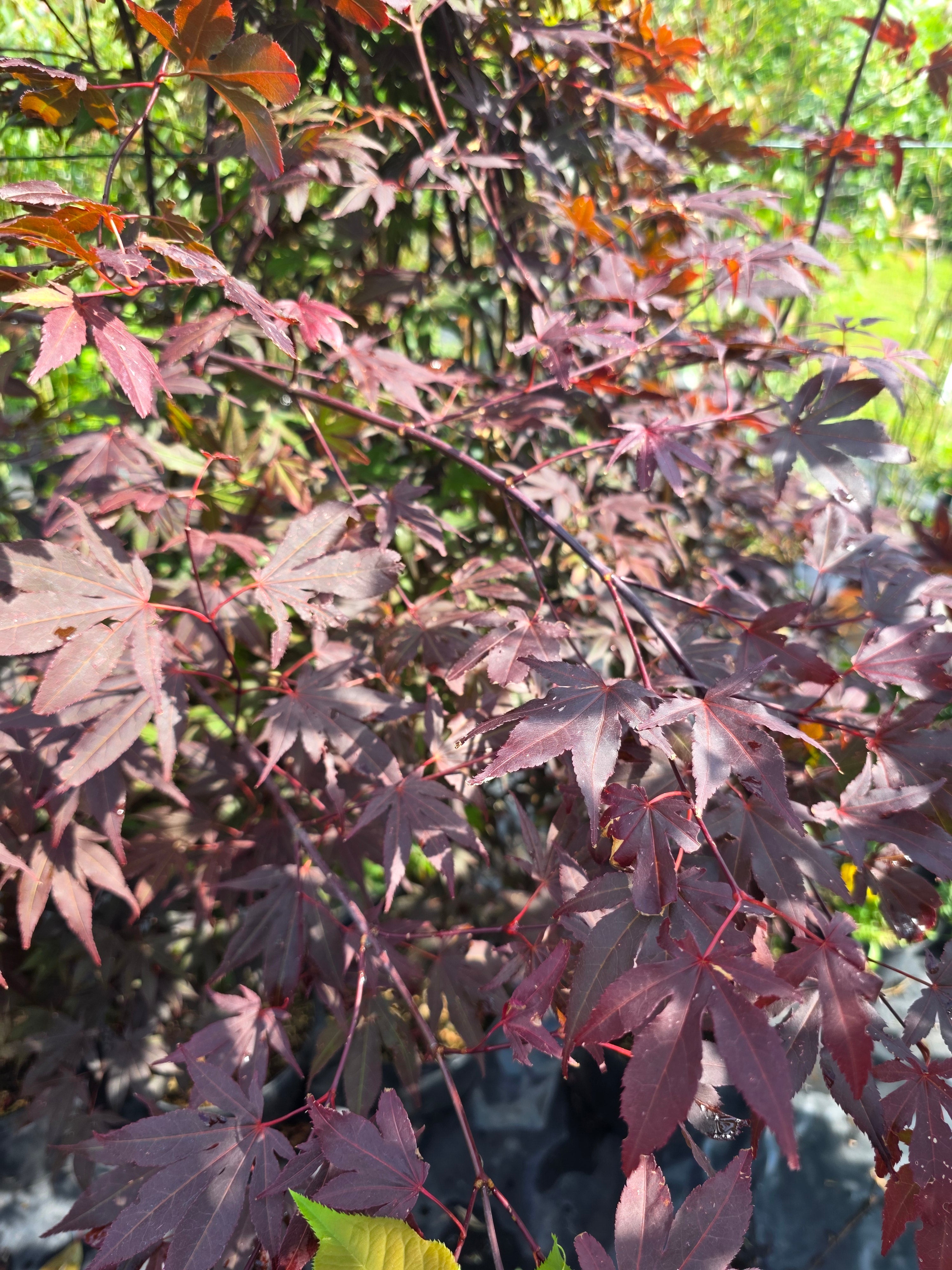 Roter Fächerahorn 'Bloodgood' - Acer palmatum 'Bloodgood'