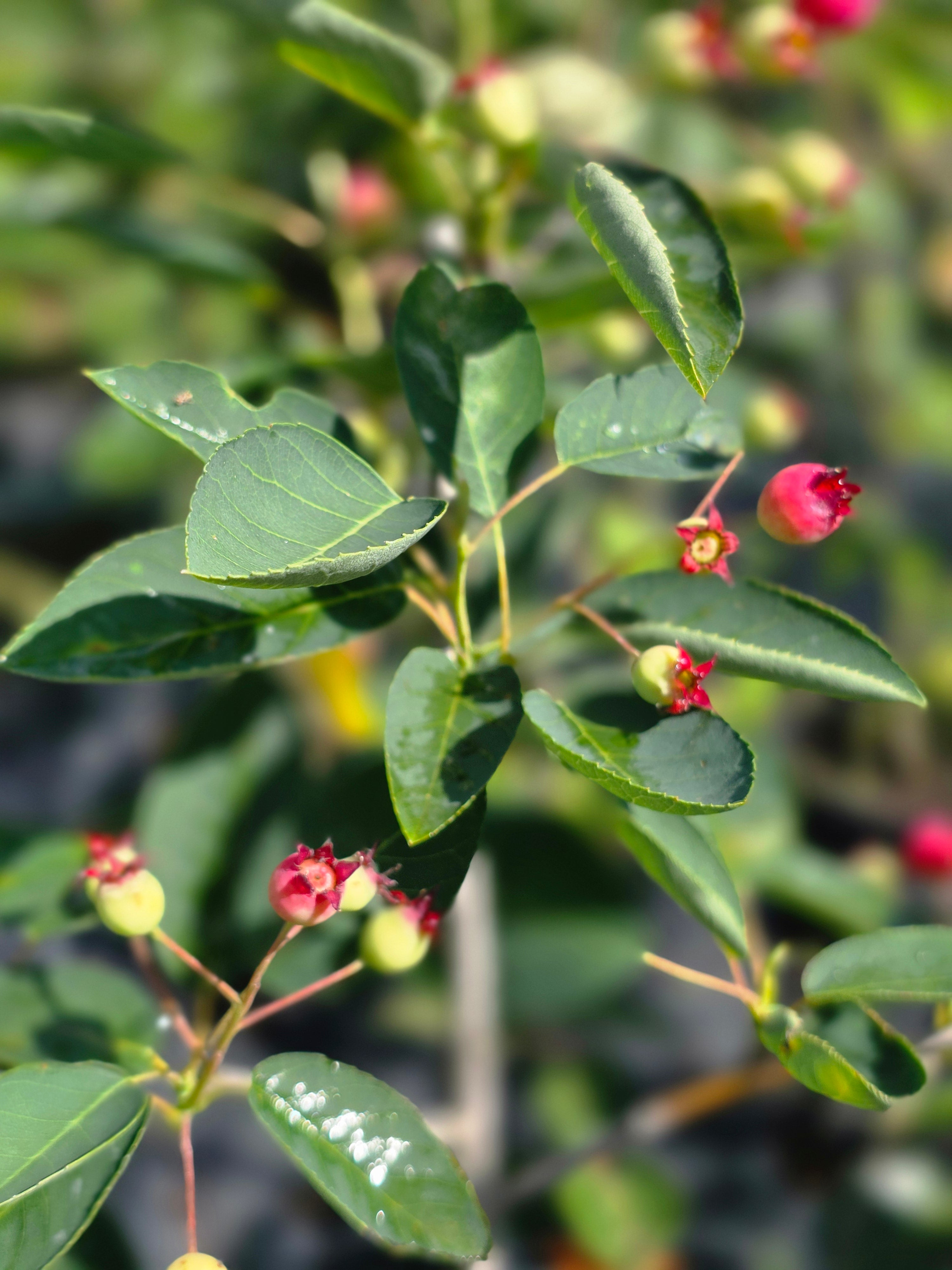 Hängende Felsenbirne - Amelanchier laevis