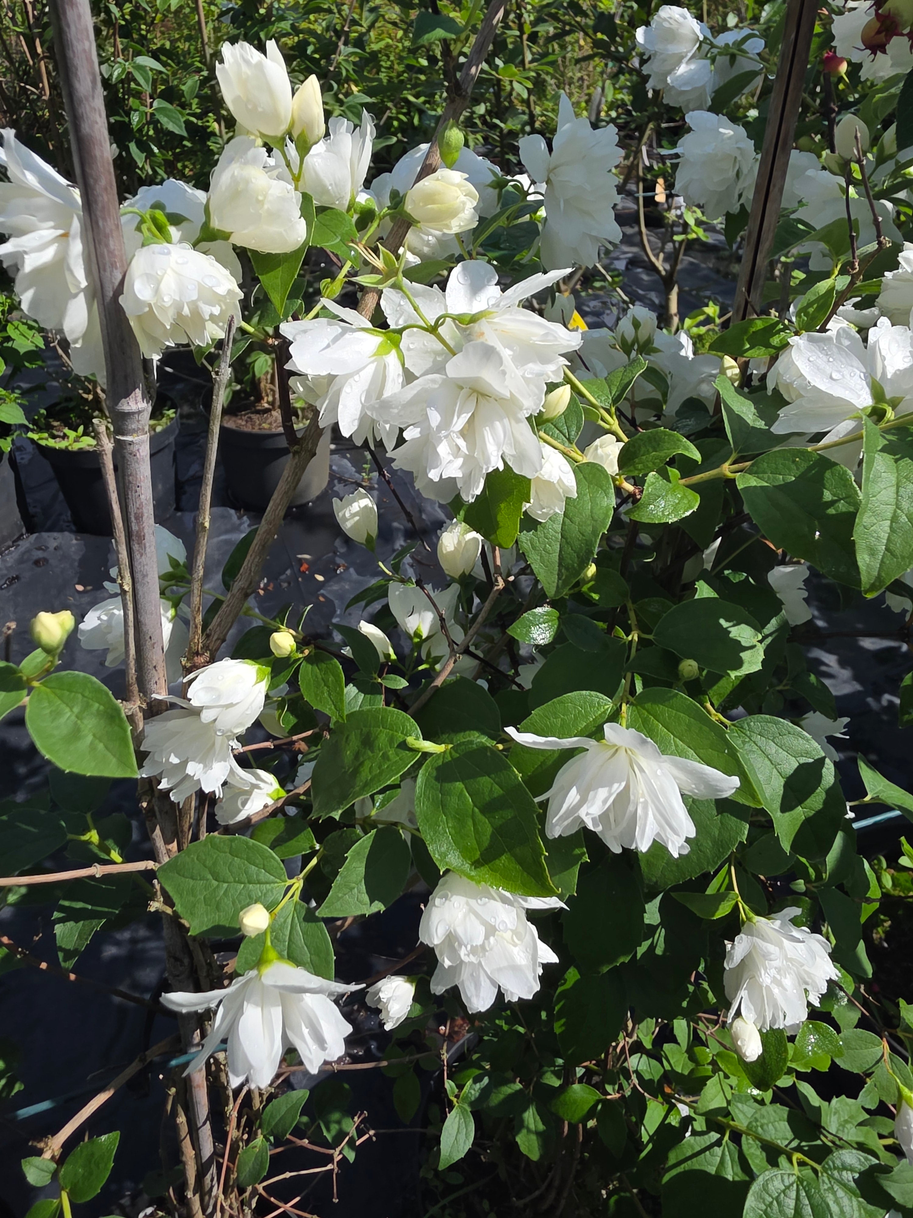 Gefüllter Gartenjasmin 'Schneesturm' - Philadelphus 'Schneesturm'
