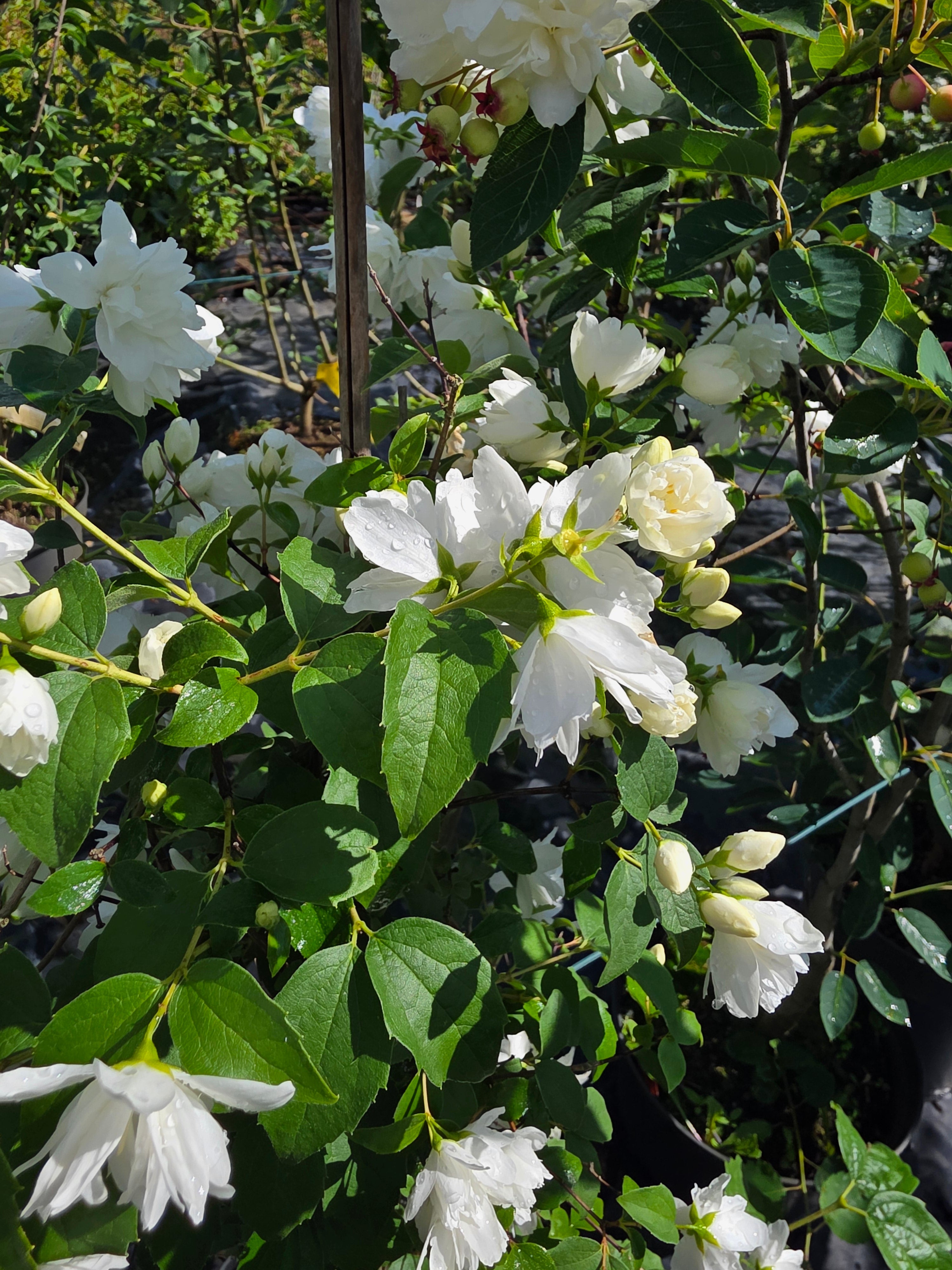 Gefüllter Gartenjasmin 'Schneesturm' - Philadelphus 'Schneesturm'
