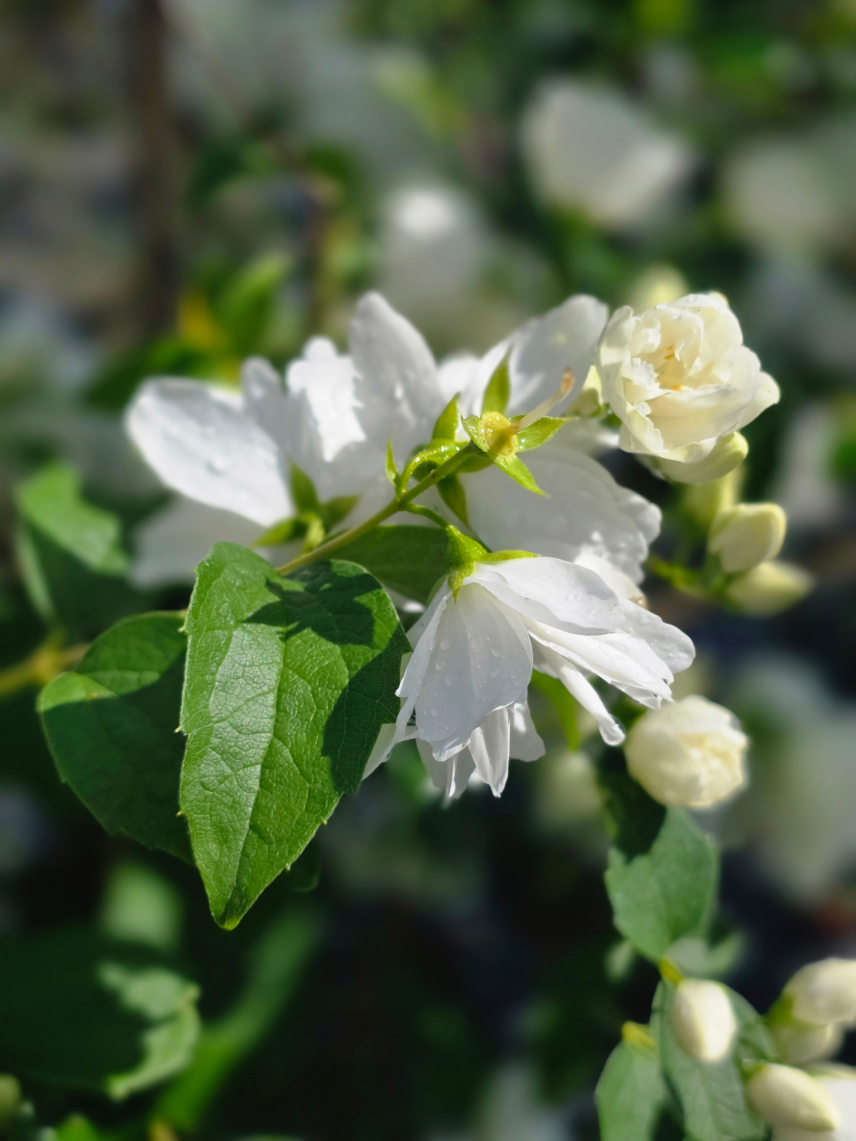 Gefüllter Gartenjasmin 'Schneesturm' - Philadelphus 'Schneesturm'