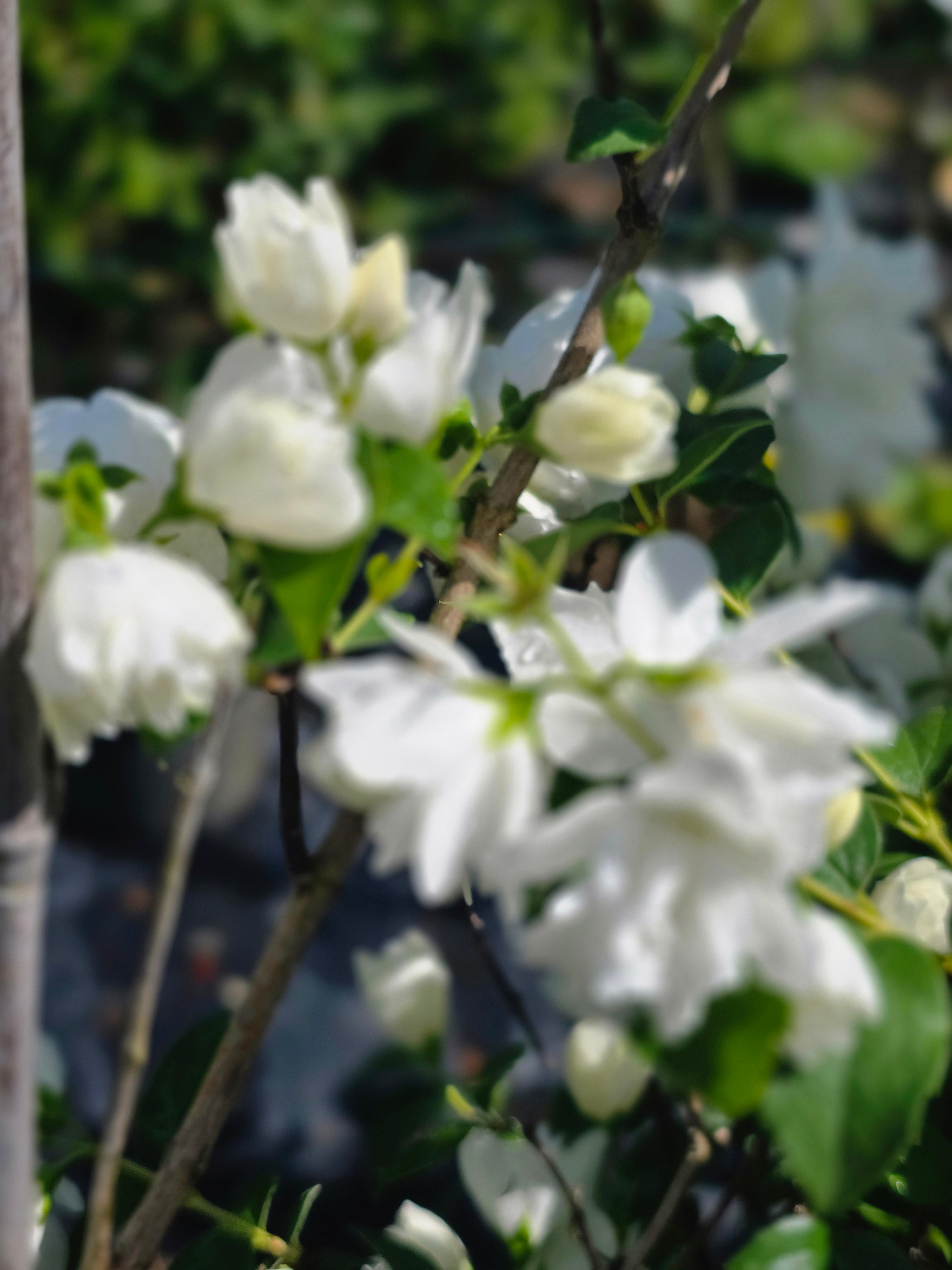 Gefüllter Gartenjasmin 'Schneesturm' - Philadelphus 'Schneesturm'