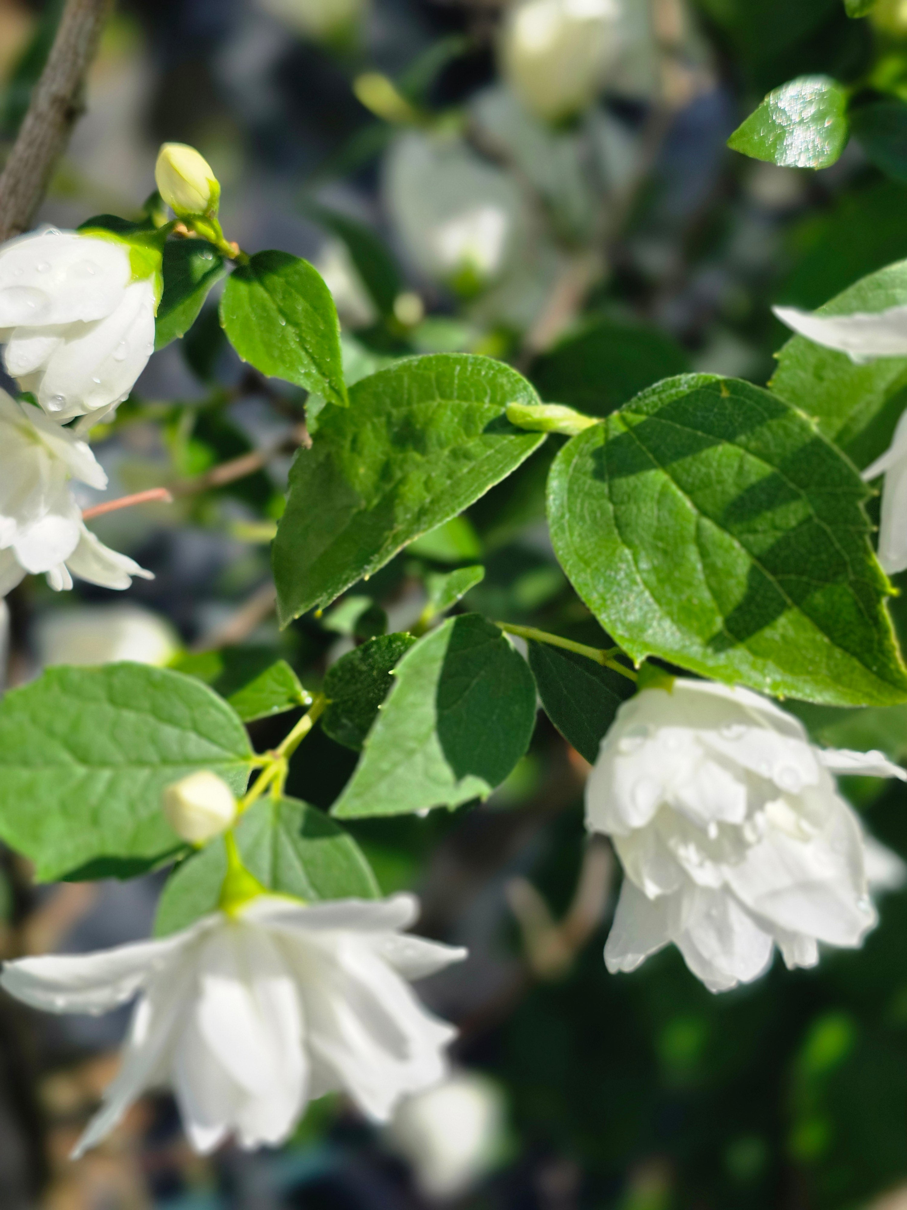 Gefüllter Gartenjasmin 'Schneesturm' - Philadelphus 'Schneesturm'
