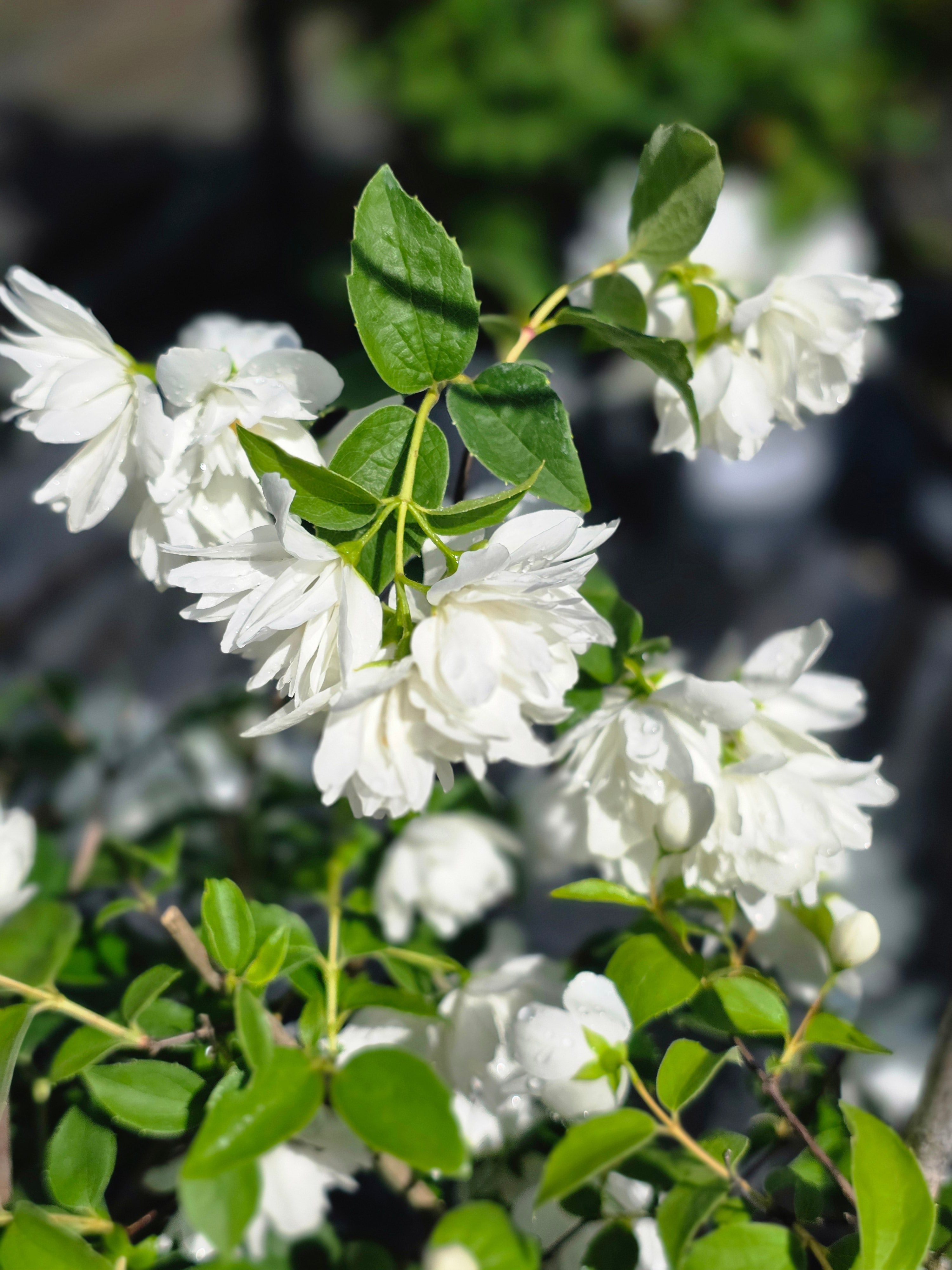 Gefüllter Gartenjasmin 'Schneesturm' - Philadelphus 'Schneesturm'