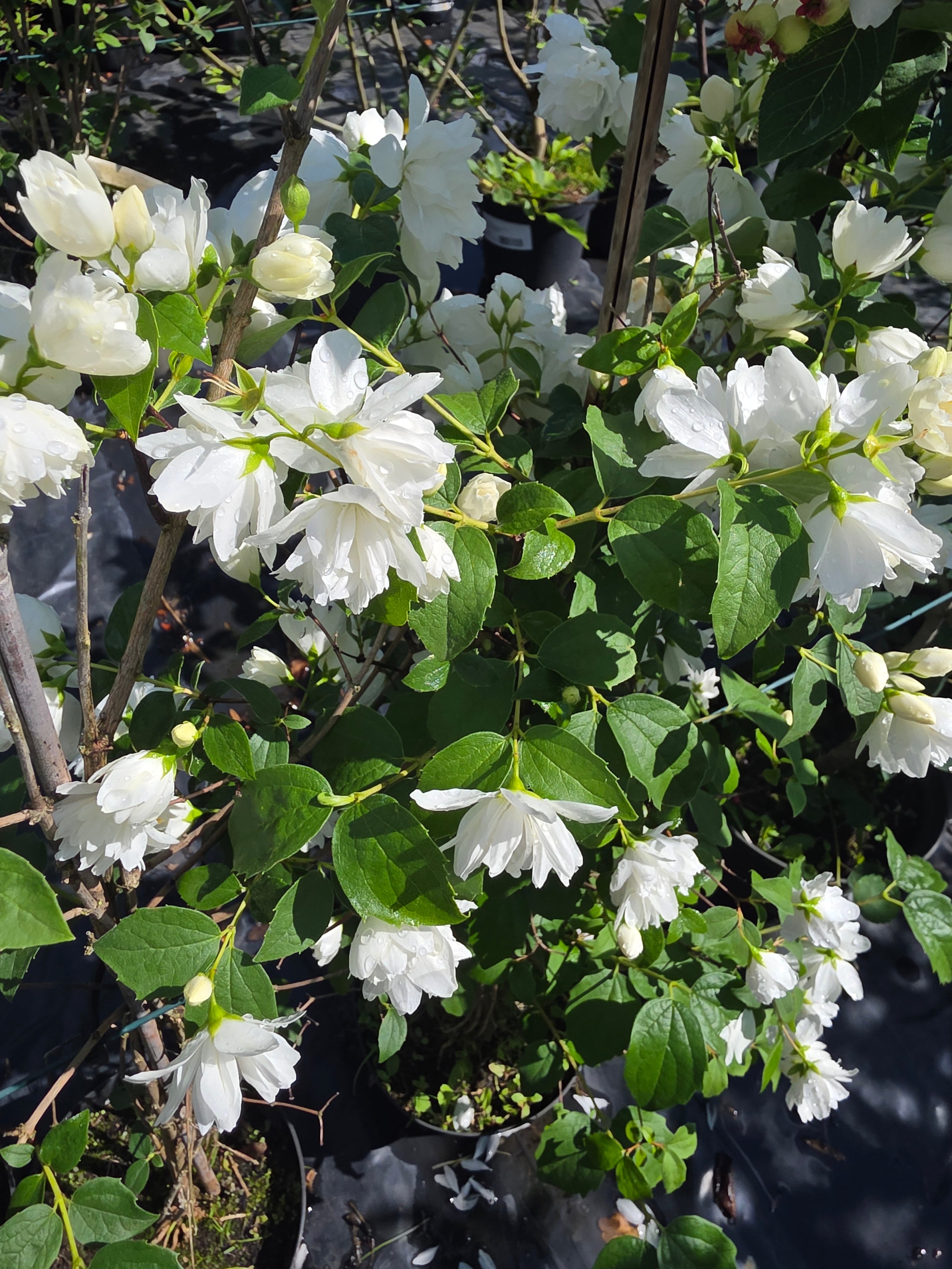 Gefüllter Gartenjasmin 'Schneesturm' - Philadelphus 'Schneesturm'