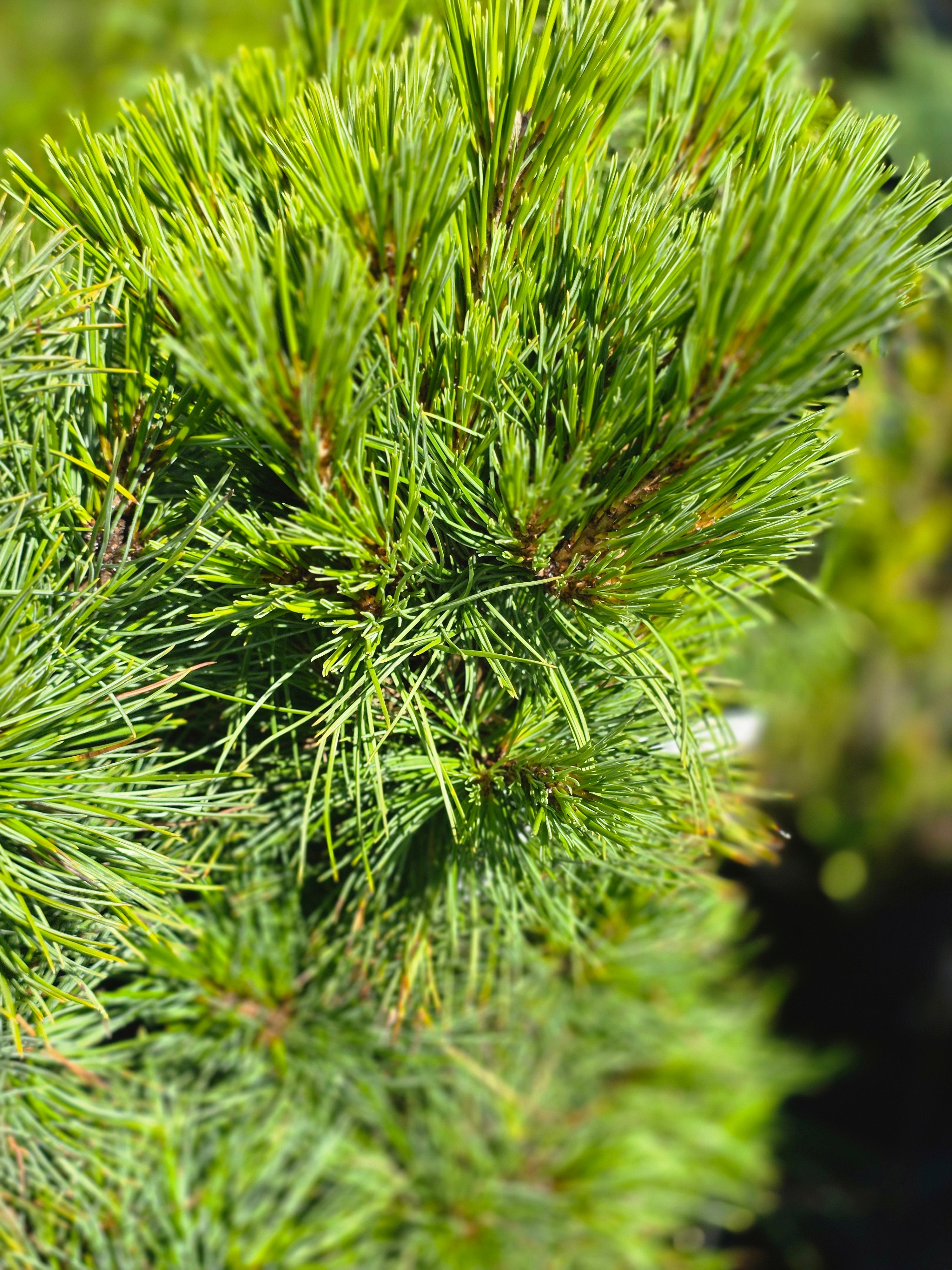 Zirbelkiefer - Pinus cembra