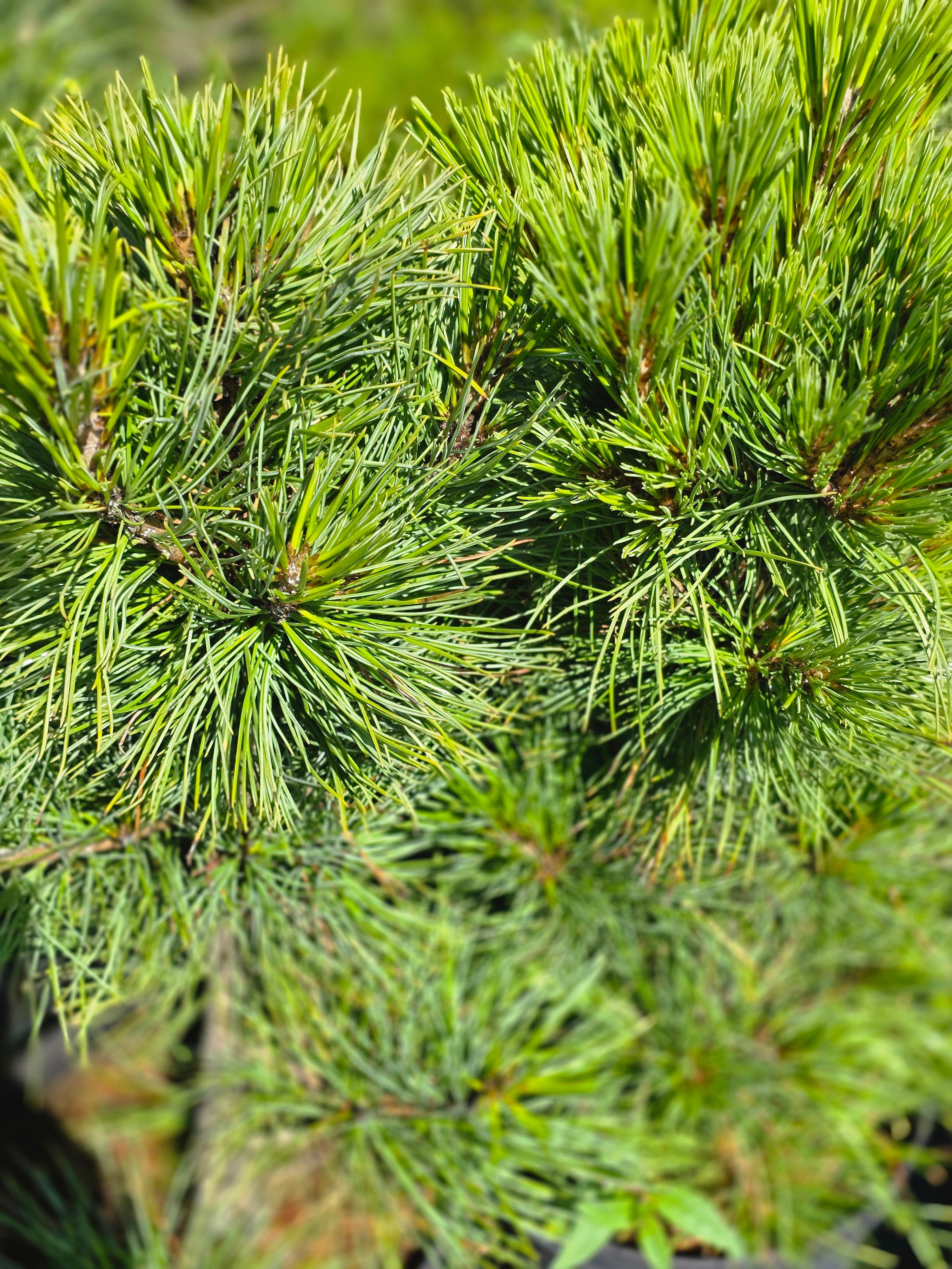 Zirbelkiefer - Pinus cembra