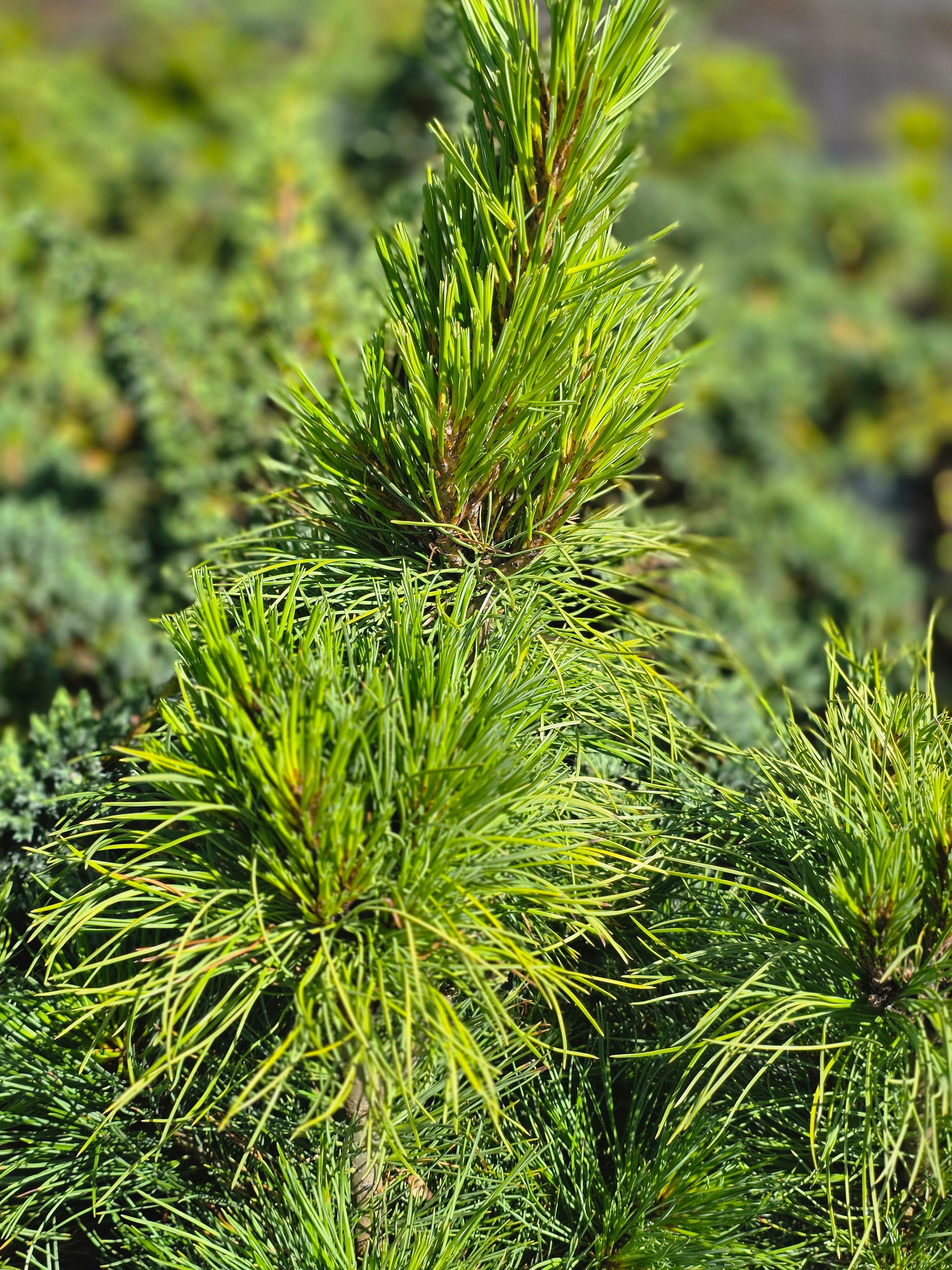 Zirbelkiefer - Pinus cembra